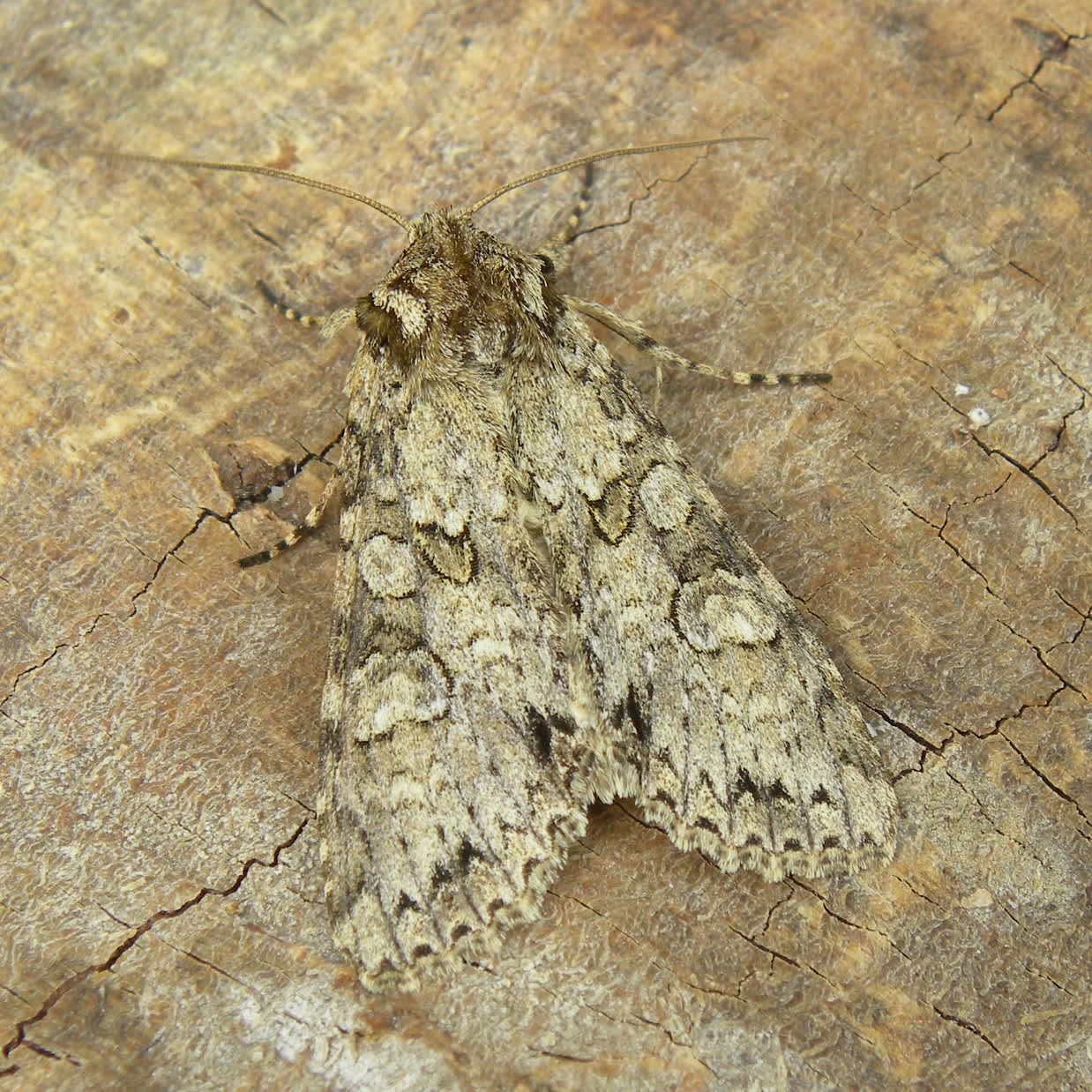 Grey Arches (Polia nebulosa) photographed in Somerset by Sue Davies