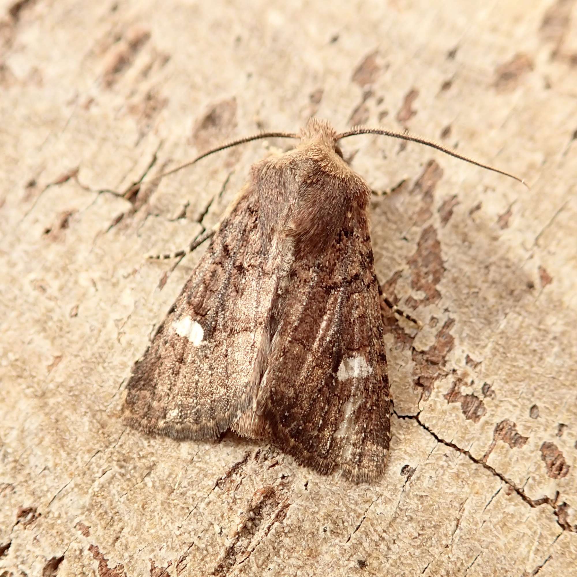 Oak Rustic (Dryobota labecula) photographed in Somerset by Sue Davies