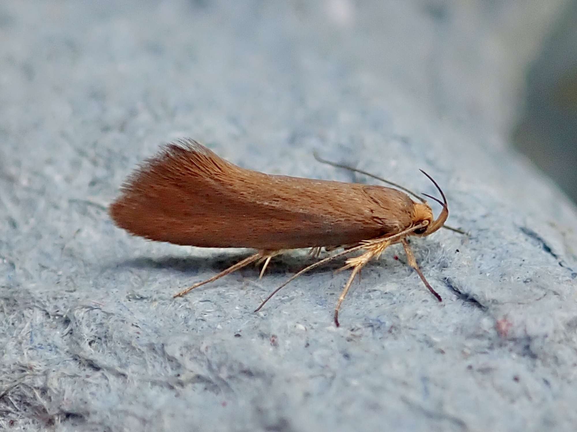 Golden-brown Tubic (Crassa unitella) photographed in Somerset by Sue Davies