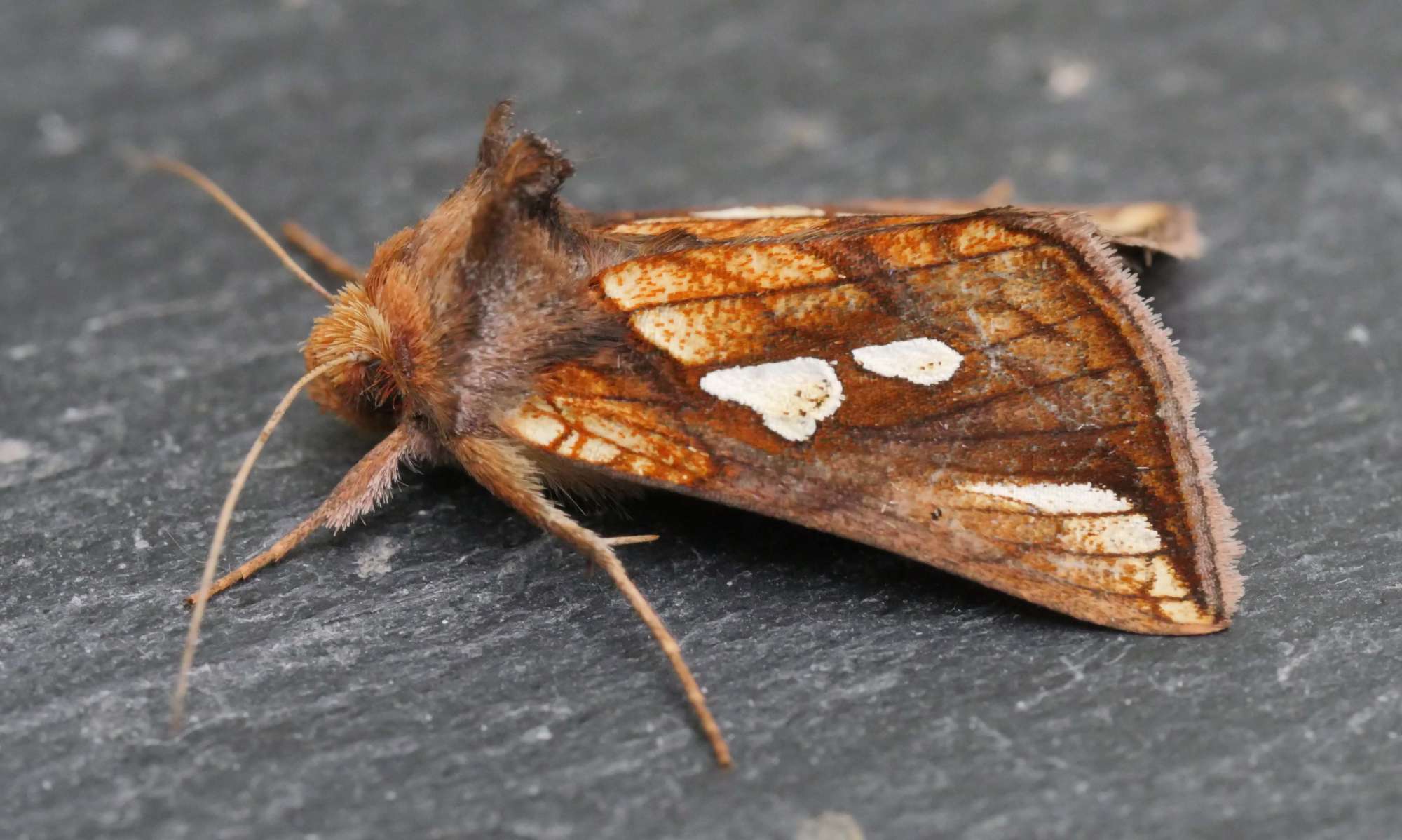 Gold Spot (Plusia festucae) photographed in Somerset by Jenny Vickers