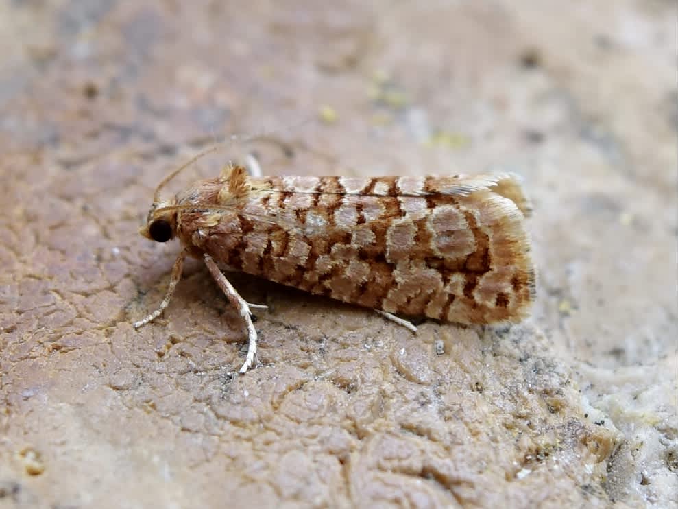 Orange Pine Tortrix (Lozotaeniodes formosana) photographed in Somerset by Sue Davies