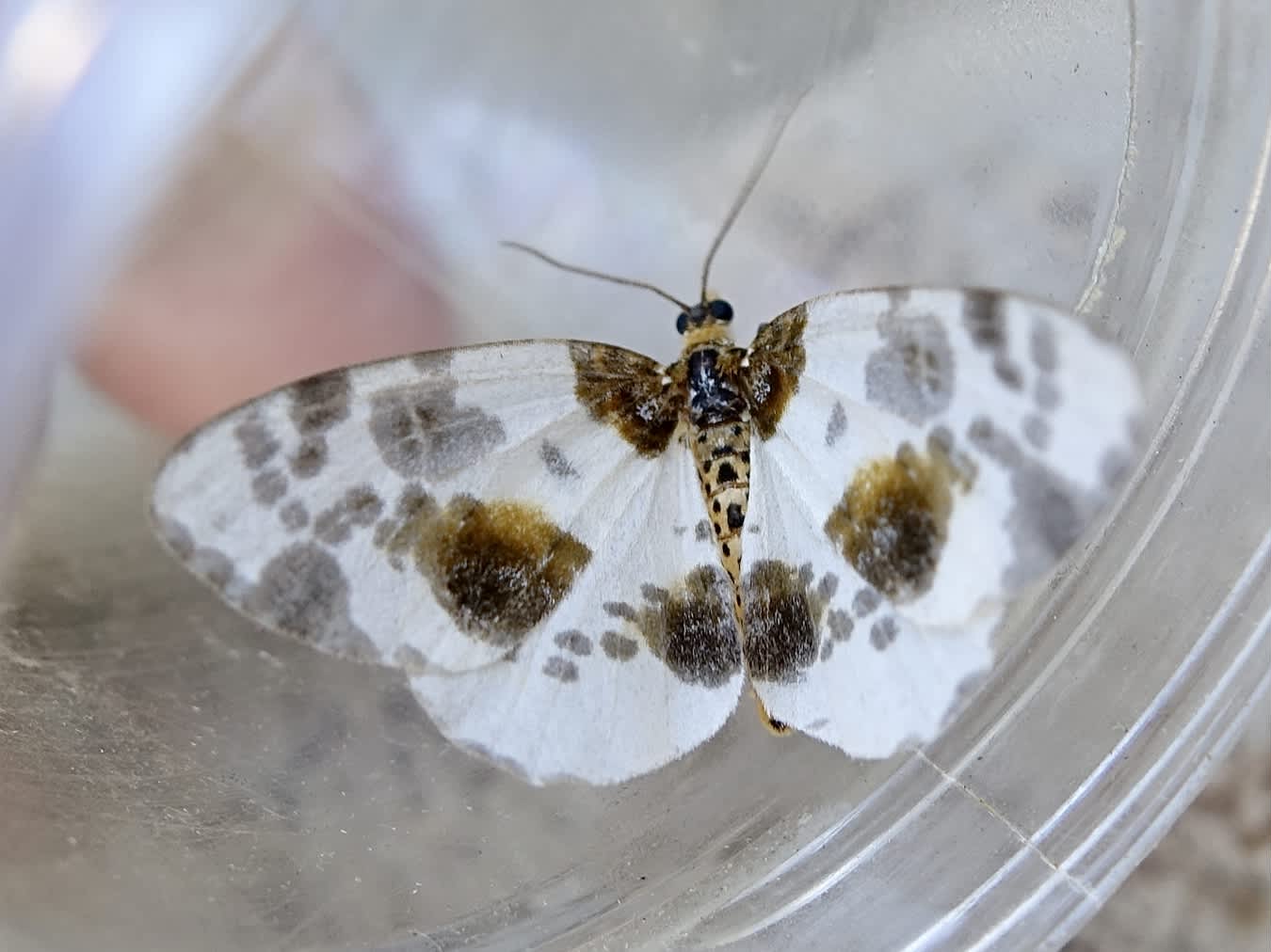 Clouded Magpie (Abraxas sylvata) photographed in Somerset by Sue Davies