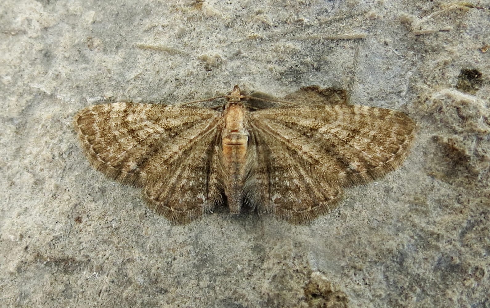 Haworth's Pug (Eupithecia haworthiata) photographed in Somerset by Steve Chapple