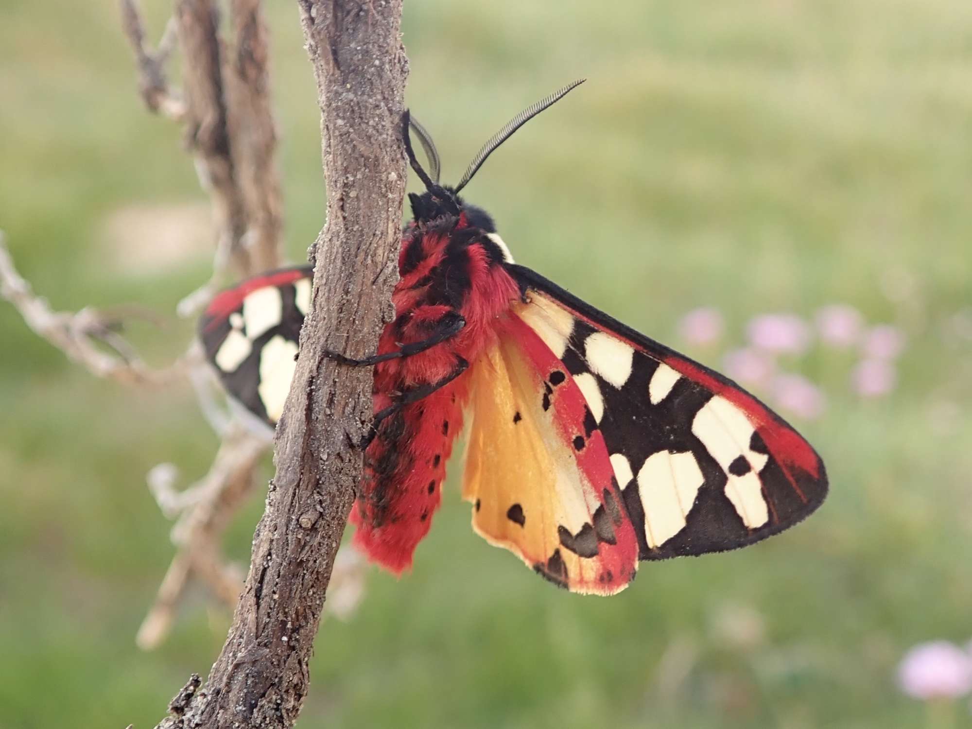 Cream-spot Tiger (Arctia villica) photographed in Somerset by Sue Davies