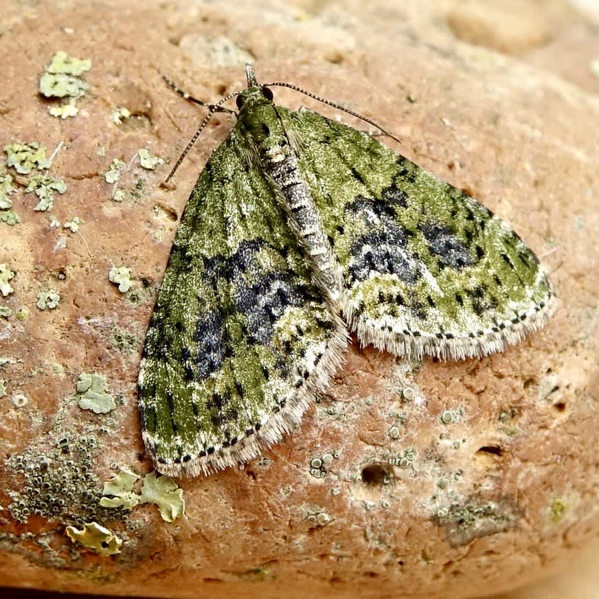 Yellow-barred Brindle (Acasis viretata) photographed in Somerset by Sue Davies