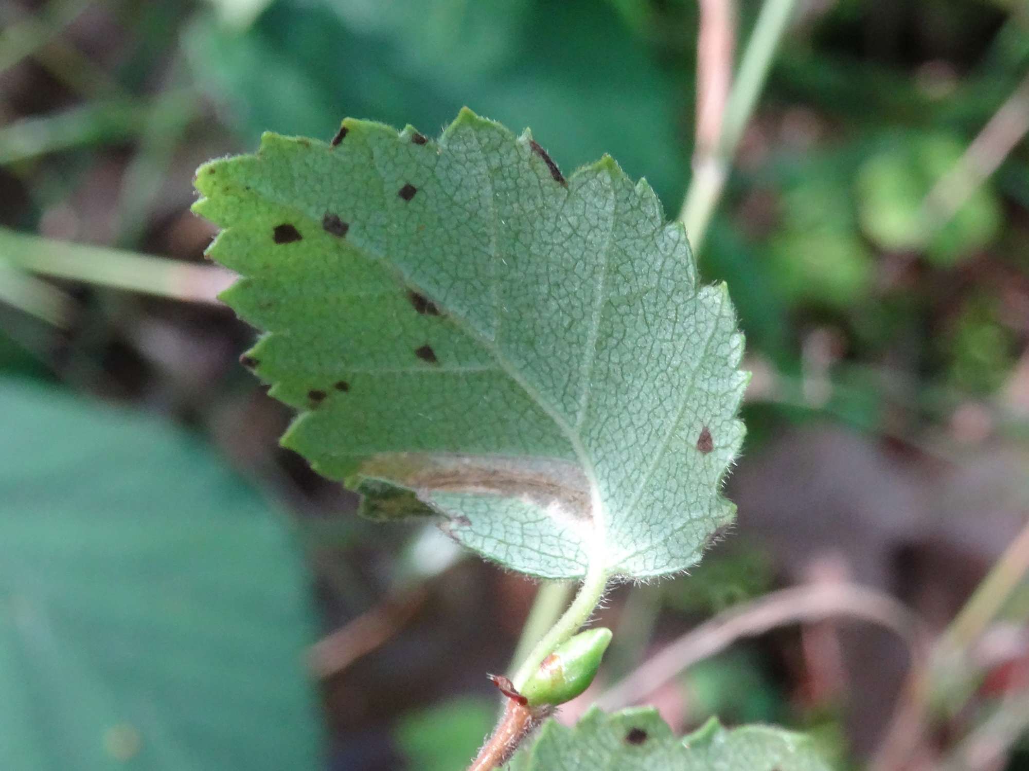 Small Birch Midget (Phyllonorycter anderidae) photographed in Somerset by Christopher Iles