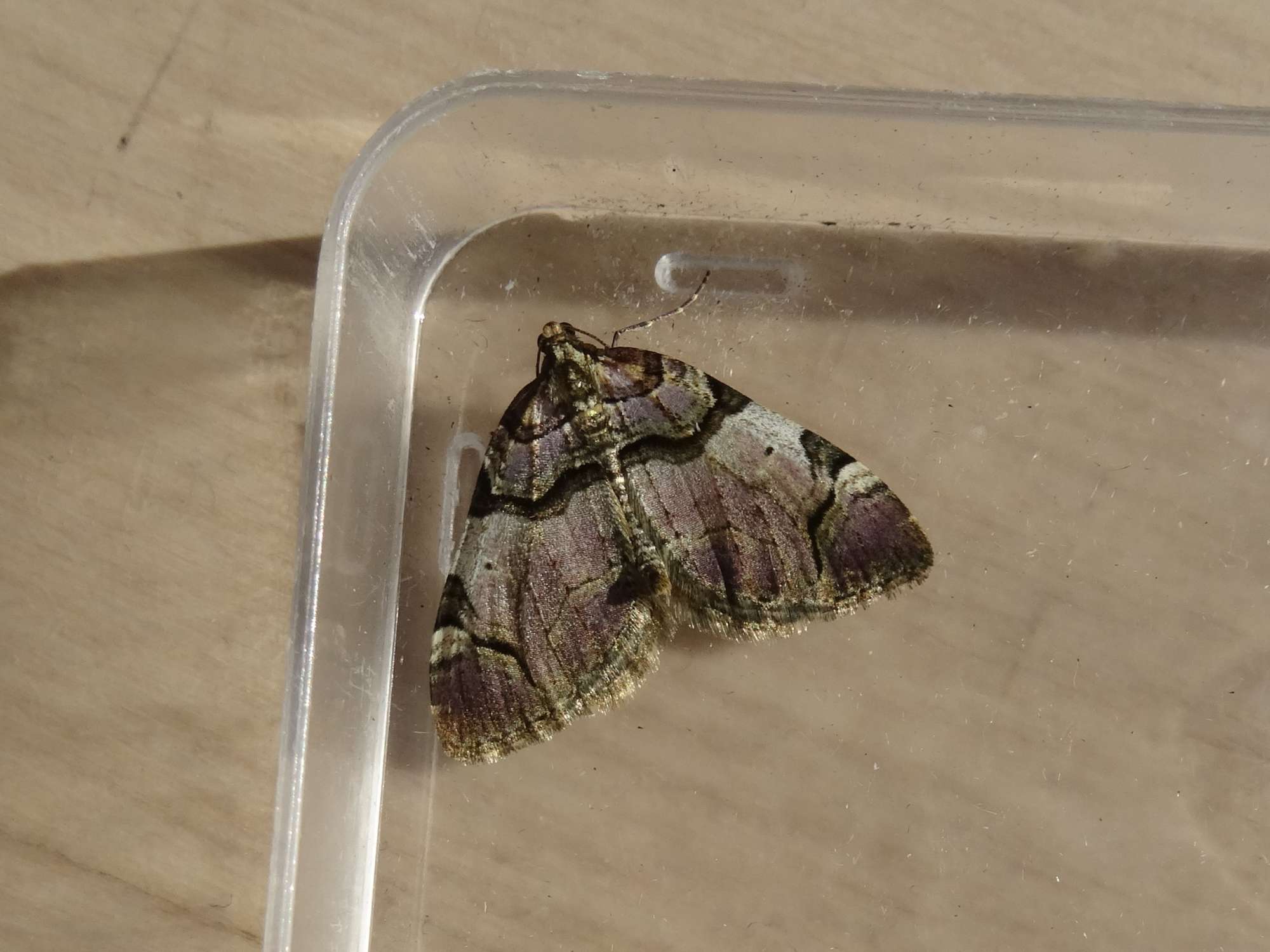 The Streamer (Anticlea derivata) photographed in Somerset by Christopher Iles