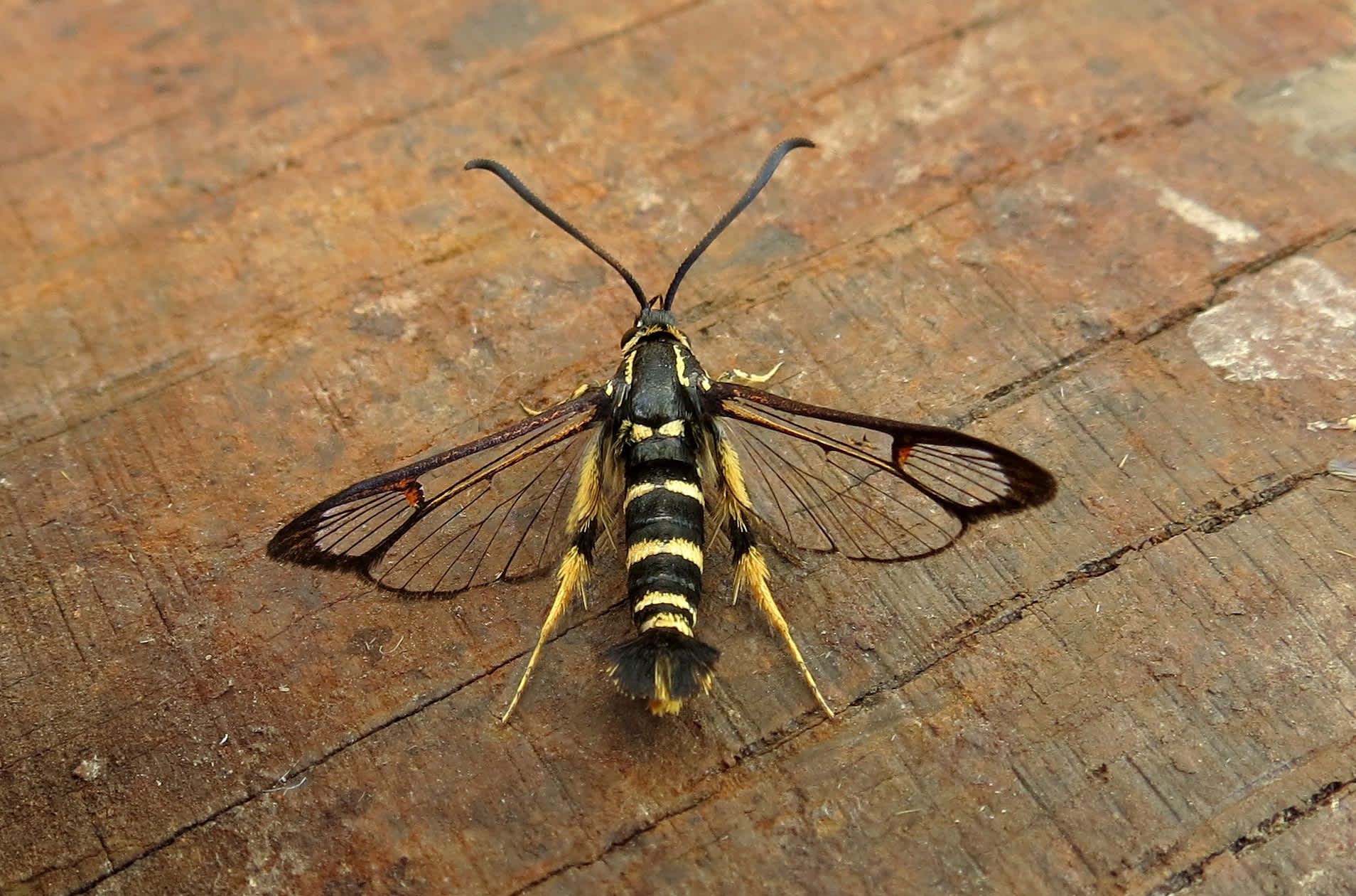 Yellow-legged Clearwing (Synanthedon vespiformis) photographed in Somerset by Steve Chapple