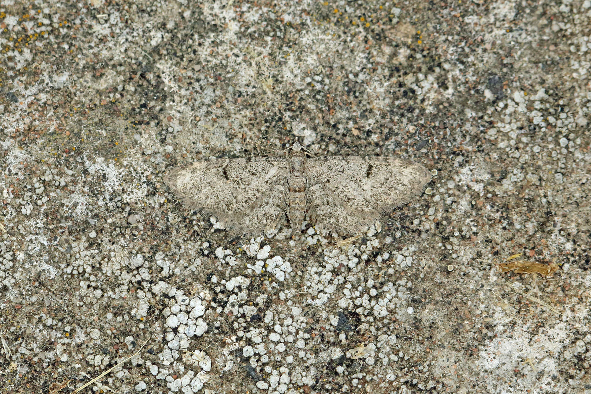 Thyme Pug (Eupithecia distinctaria) photographed in Somerset by Nigel Voaden