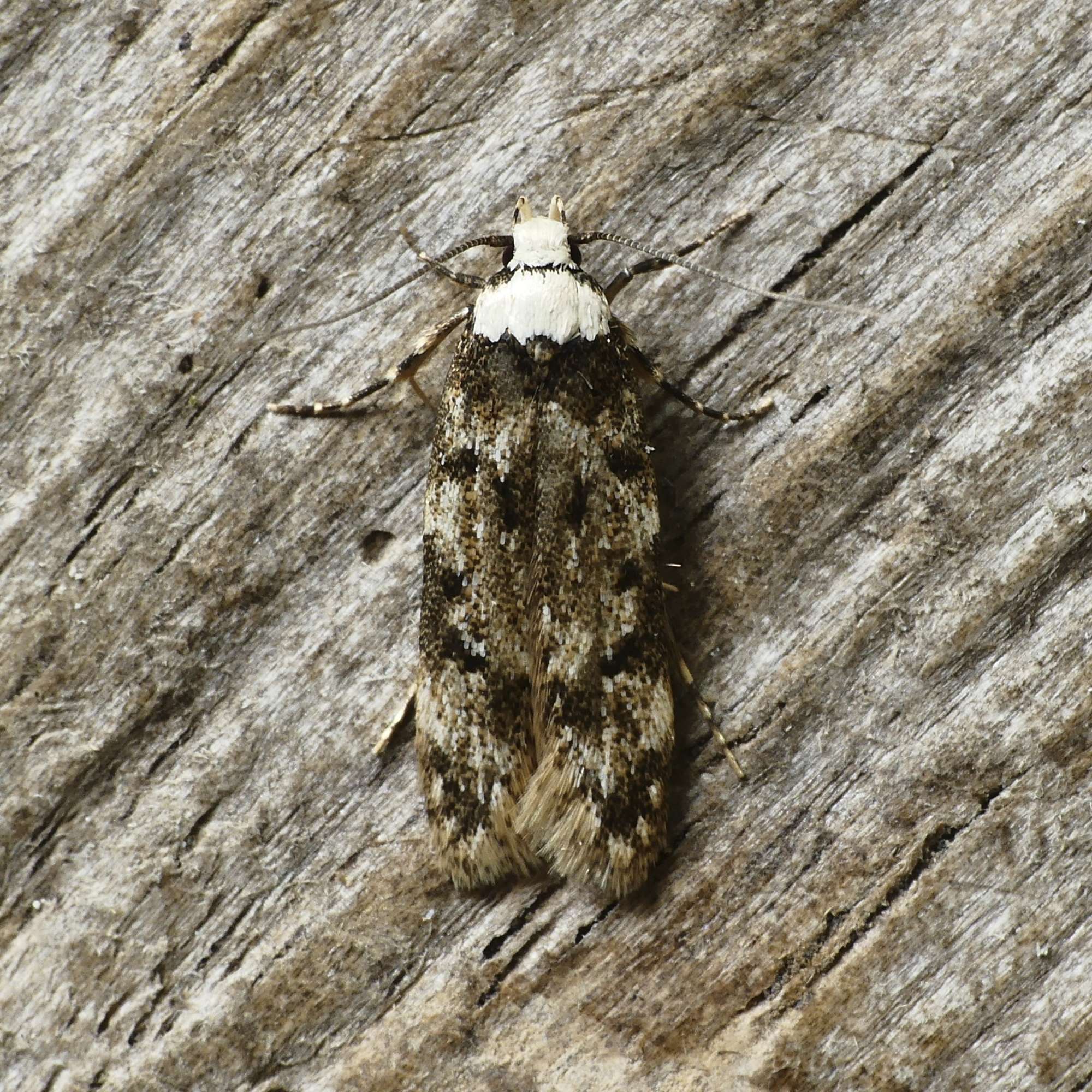 White-shouldered House Moth (Endrosis sarcitrella) photographed in Somerset by Paul Wilkins