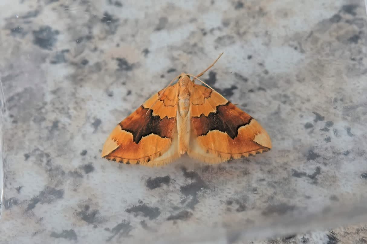 Barred Yellow (Cidaria fulvata) photographed in Somerset by Rob Grimmond