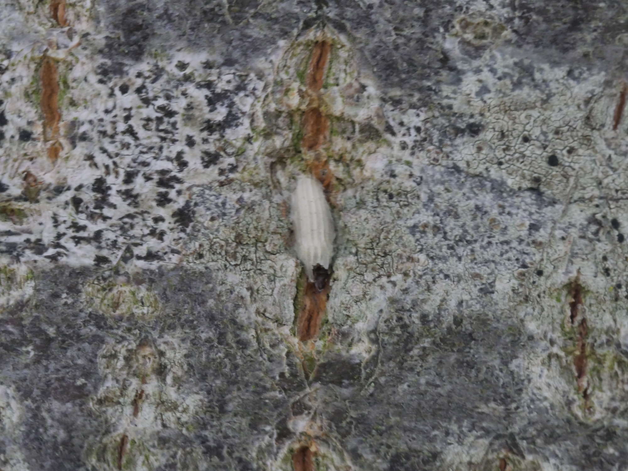 Lime Bent-wing (Bucculatrix thoracella) photographed in Somerset by Jenny Vickers