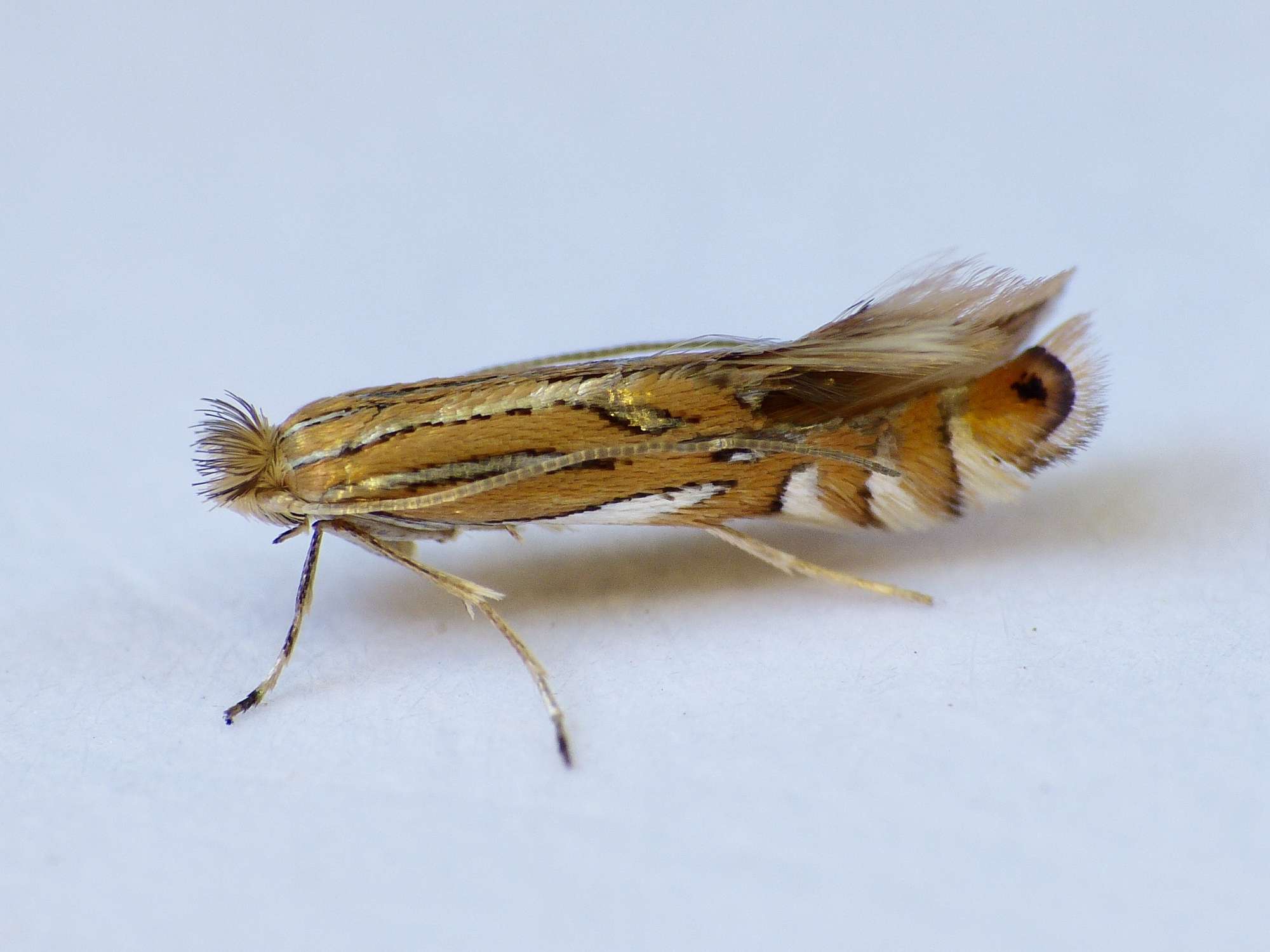 London Midget (Phyllonorycter platani) photographed in Somerset by Paul Wilkins