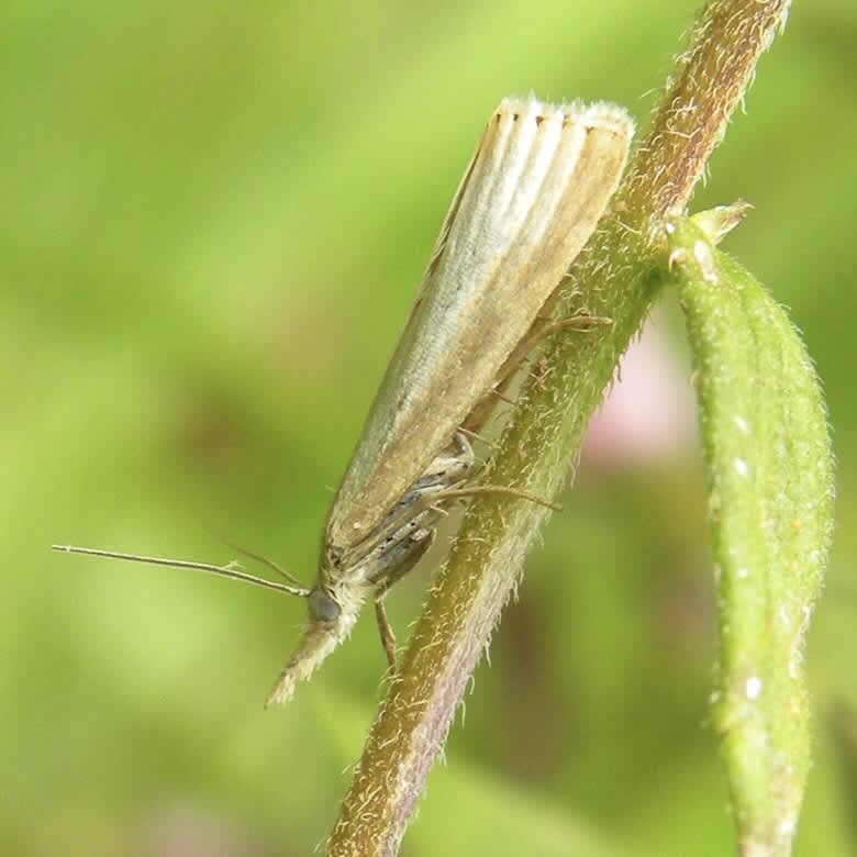 Straw Grass-veneer (Agriphila straminella) photographed in Somerset by Sue Davies
