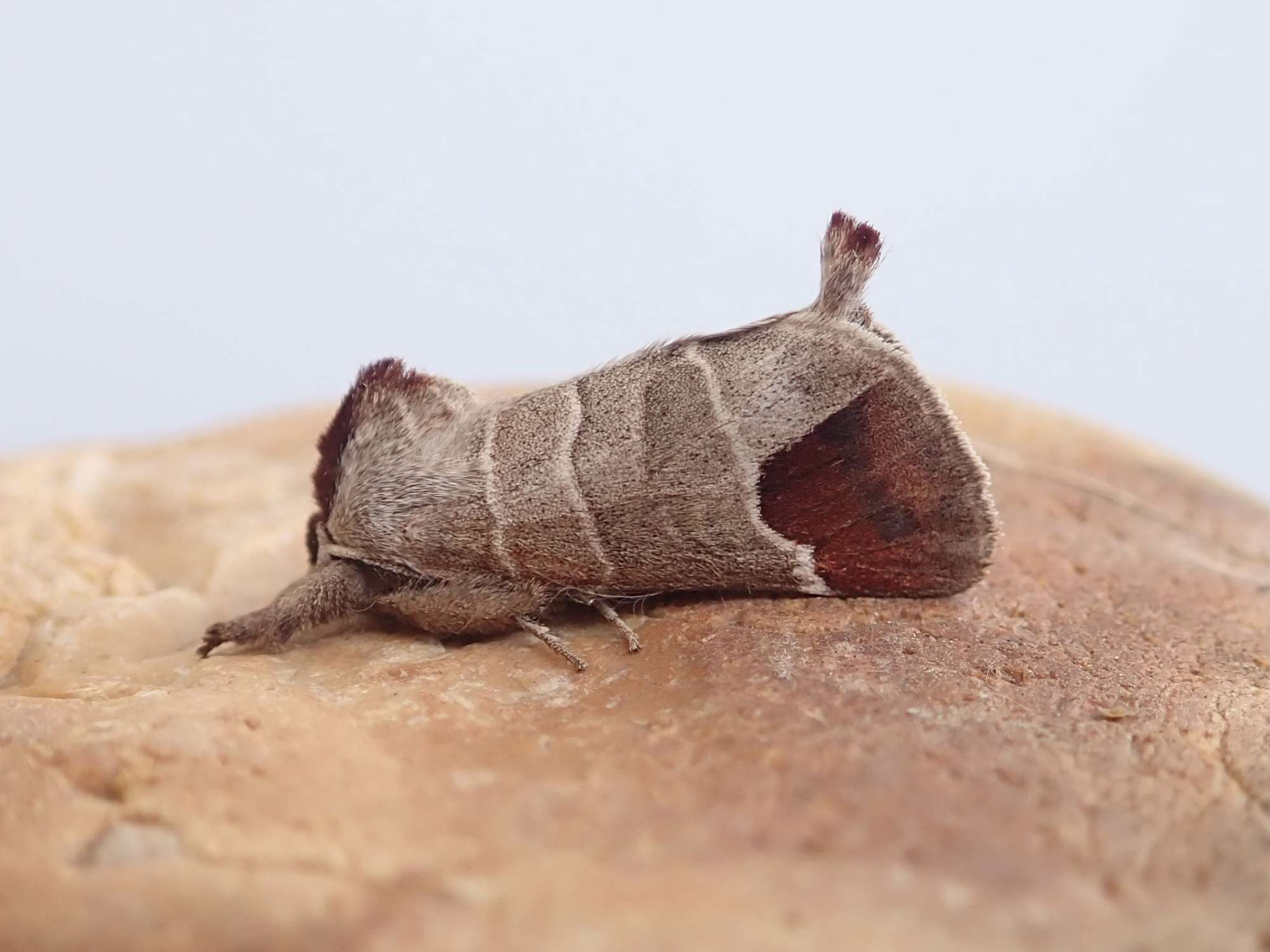 Chocolate-tip (Clostera curtula) photographed in Somerset by Sue Davies