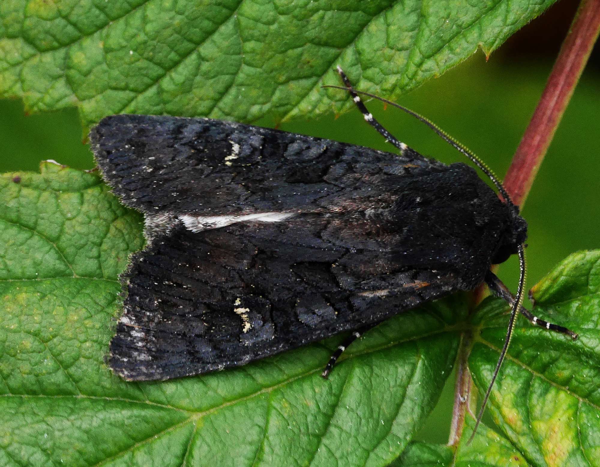 Black Rustic (Aporophyla nigra) photographed in Somerset by John Connolly