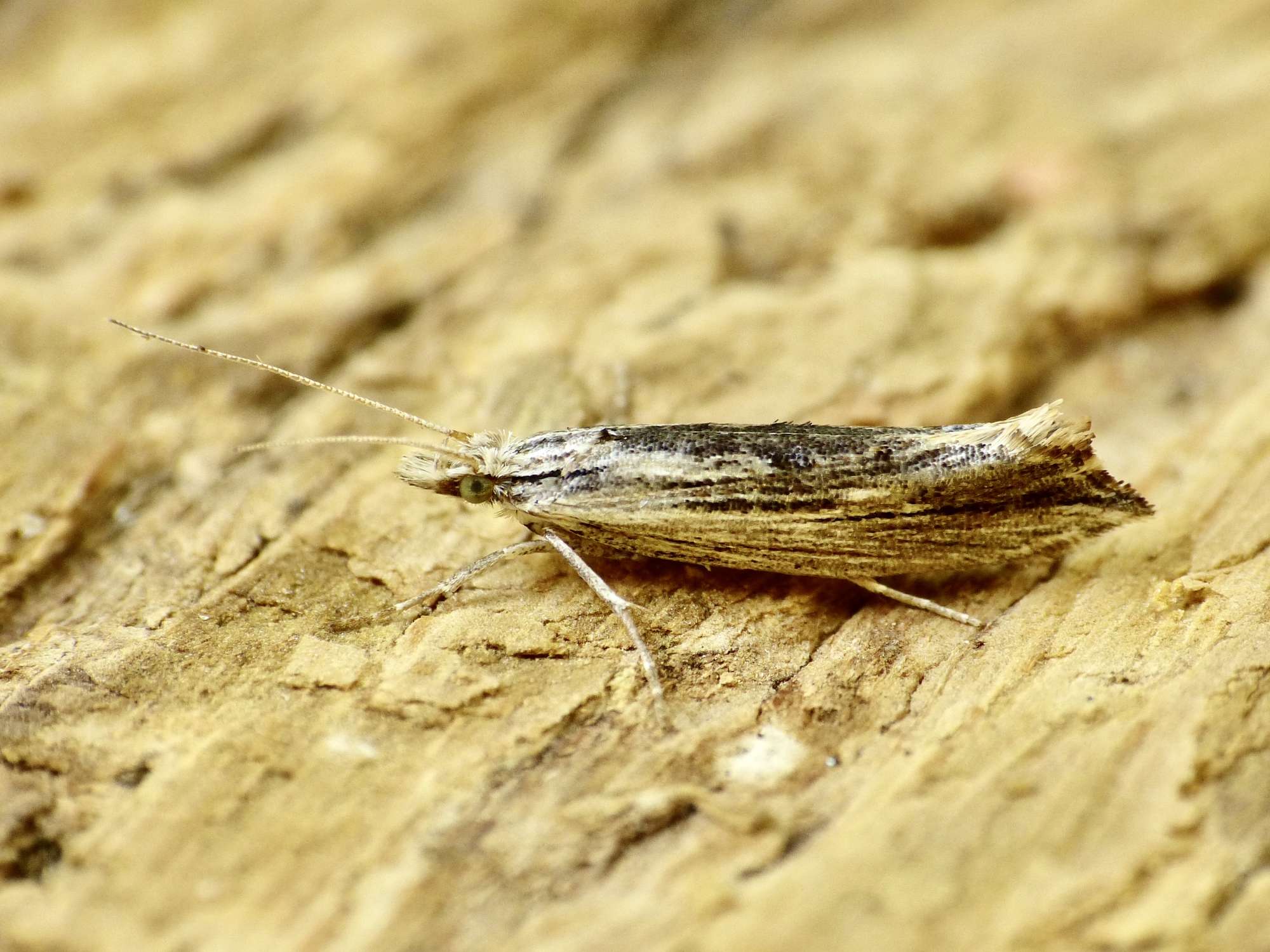 Wainscot Smudge (Ypsolopha scabrella) photographed in Somerset by Paul Wilkins