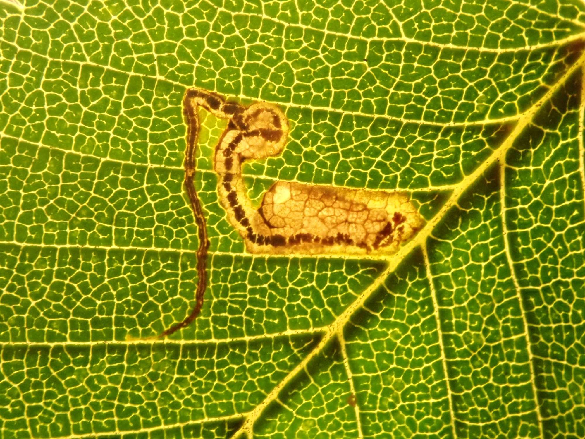 Black-poplar Pigmy (Stigmella trimaculella) photographed in Somerset by Christopher Iles