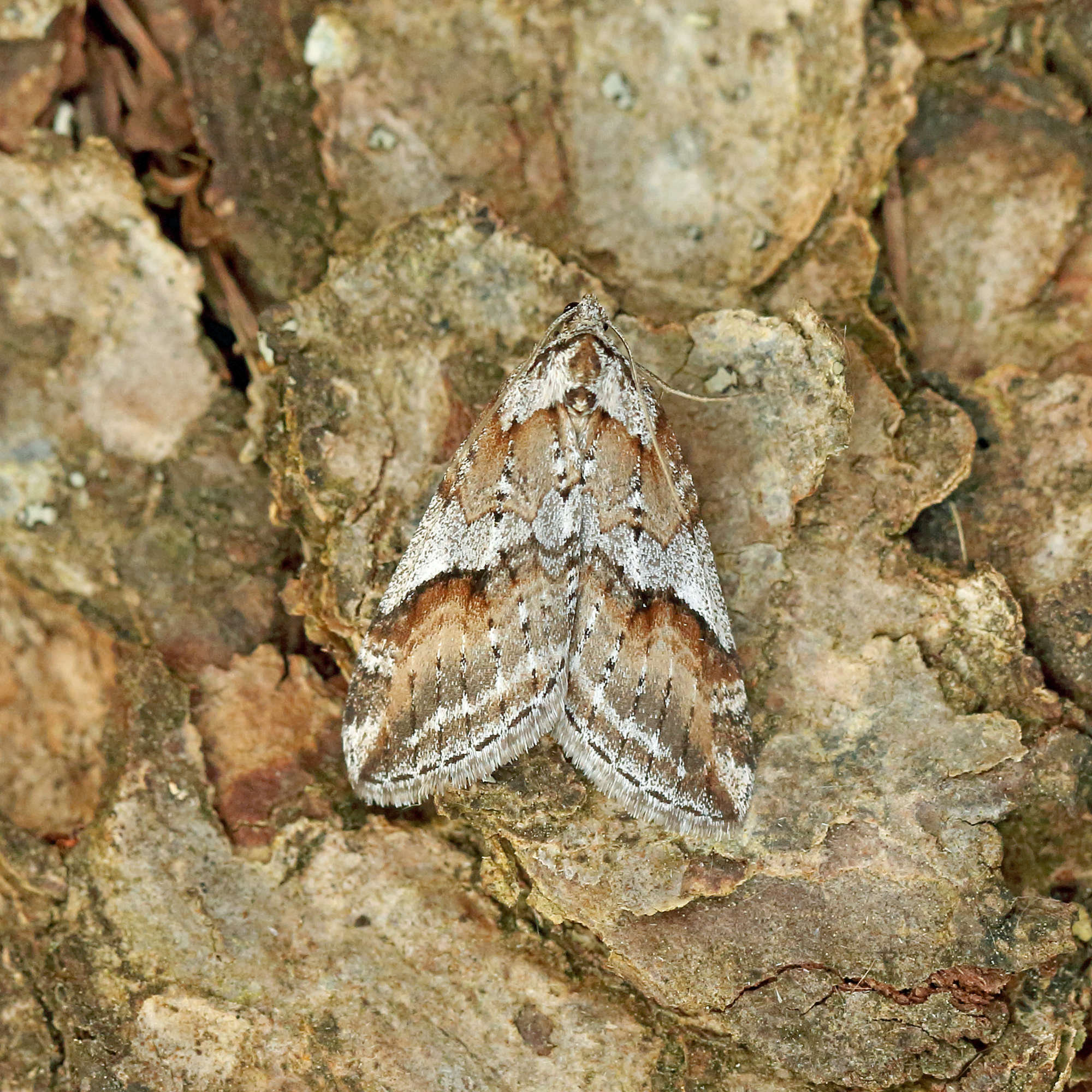 Broom-tip (Chesias rufata) photographed in Somerset by Nigel Voaden