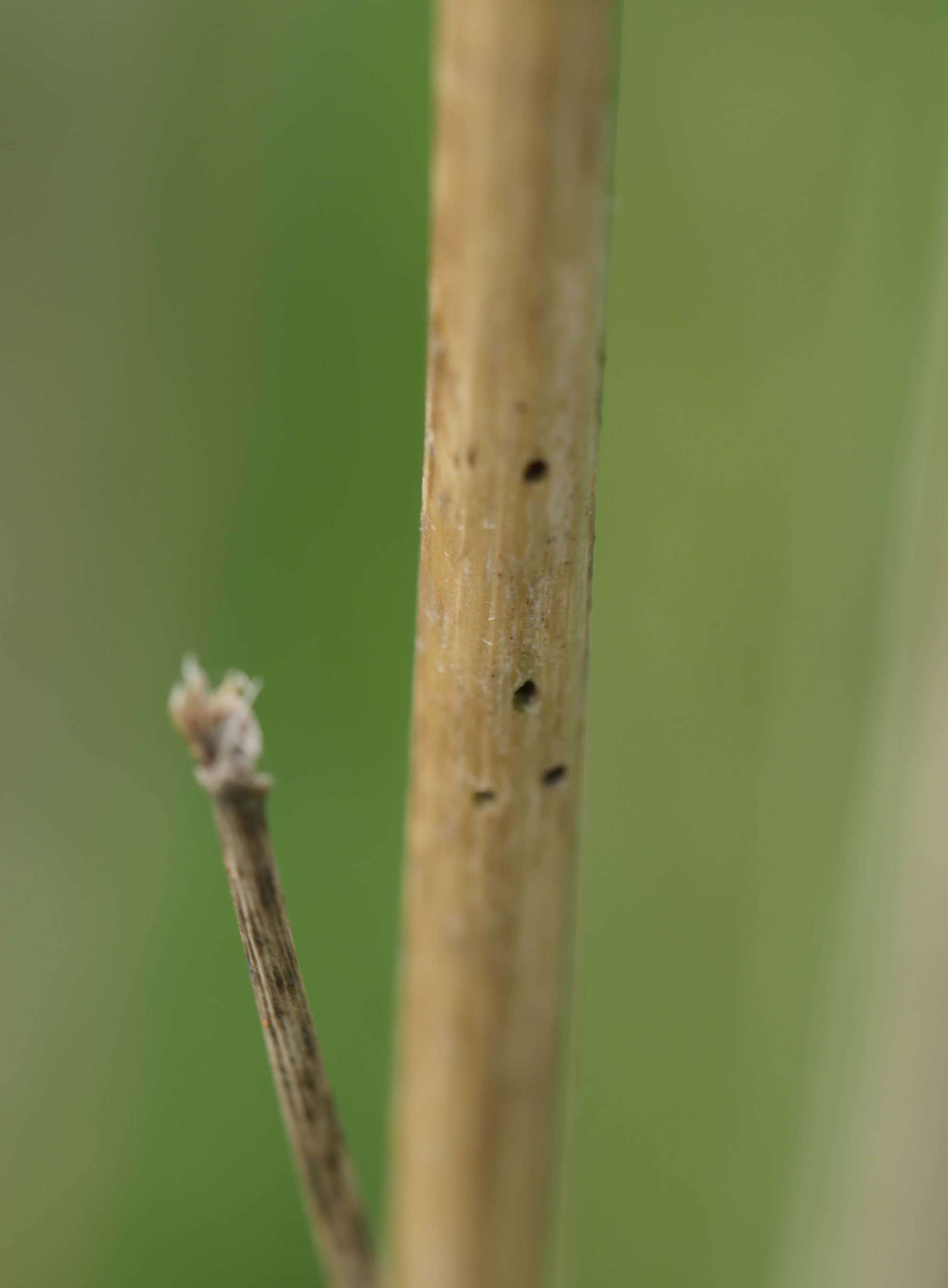 Cocksfoot Moth (Glyphipterix simpliciella) photographed in Somerset by Jenny Vickers