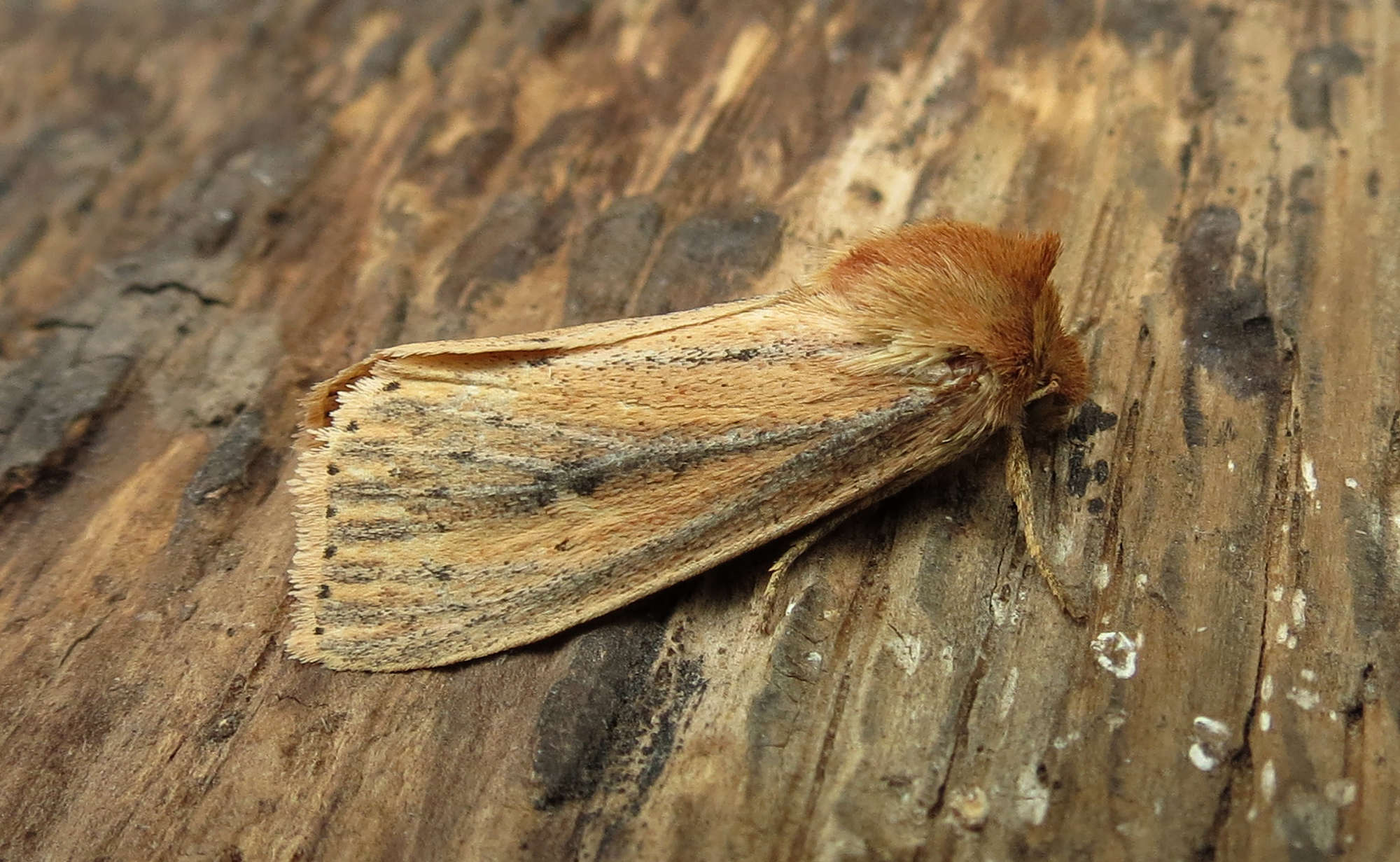 Webb's Wainscot (Globia sparganii) photographed in Somerset by Steve Chapple