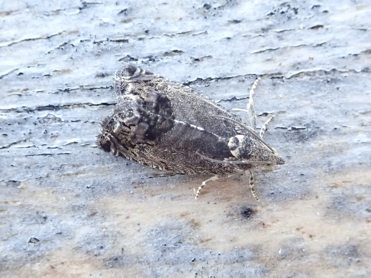 Marbled Piercer (Cydia splendana) photographed in Somerset by Sue Davies