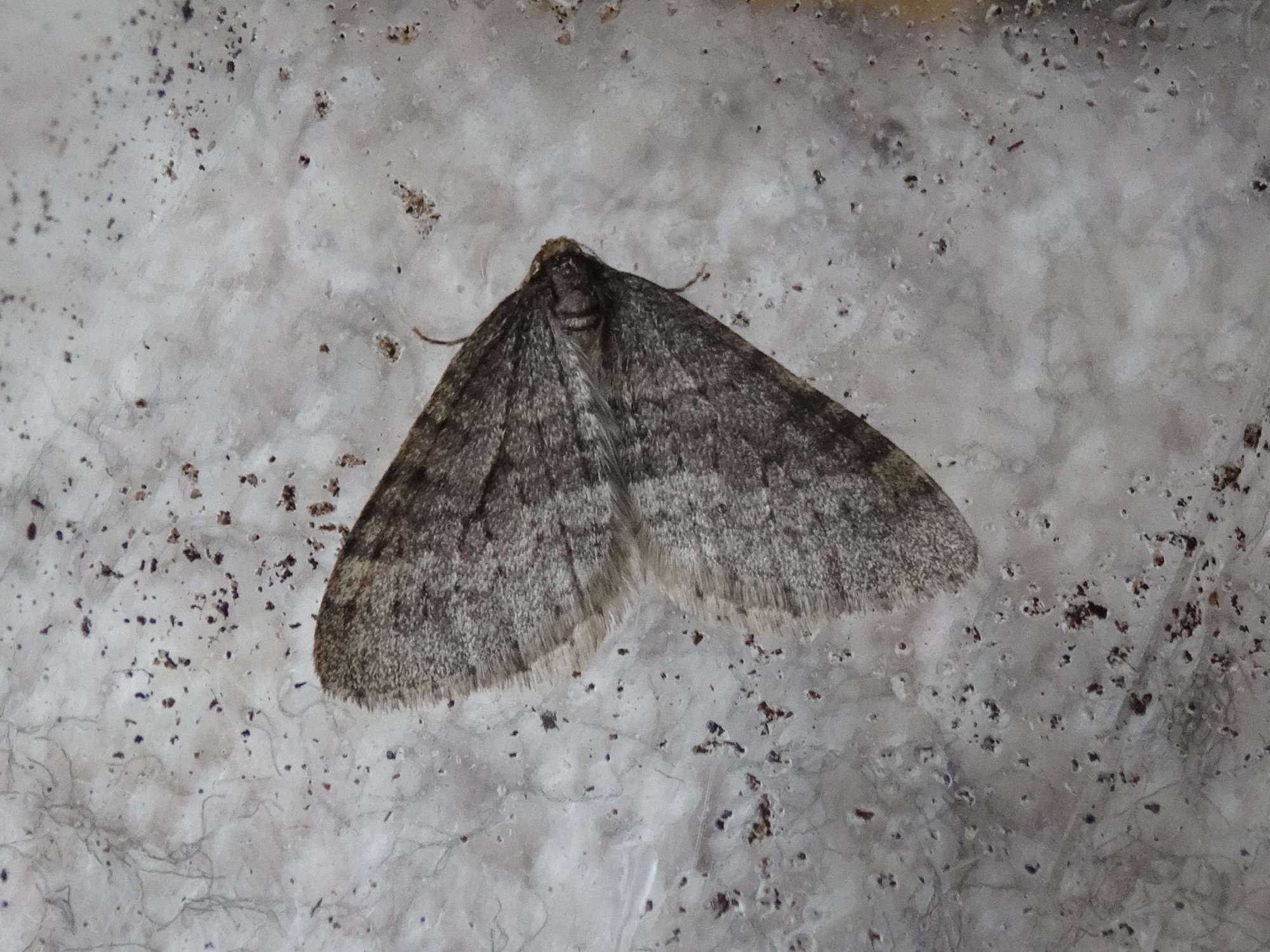 Winter Moth (Operophtera brumata) photographed in Somerset by Christopher Iles