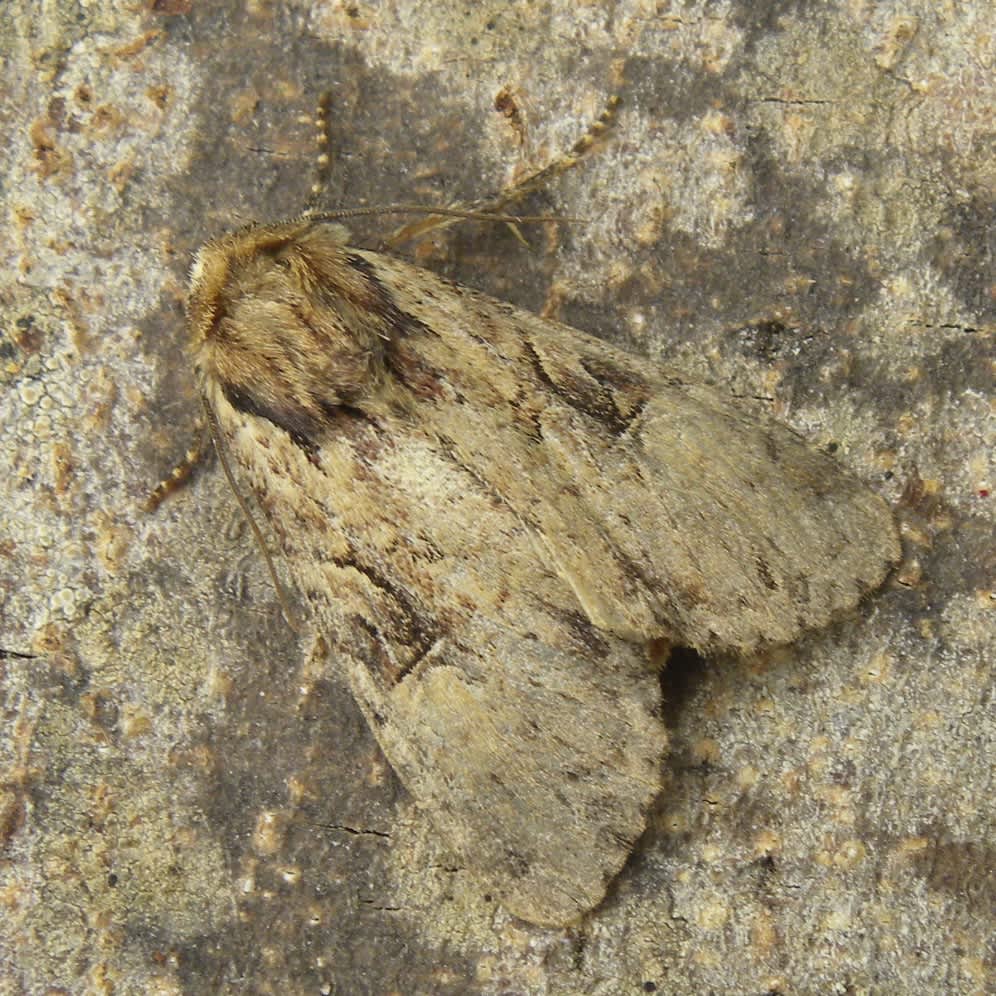 Clouded-bordered Brindle (Apamea crenata) photographed in Somerset by Sue Davies
