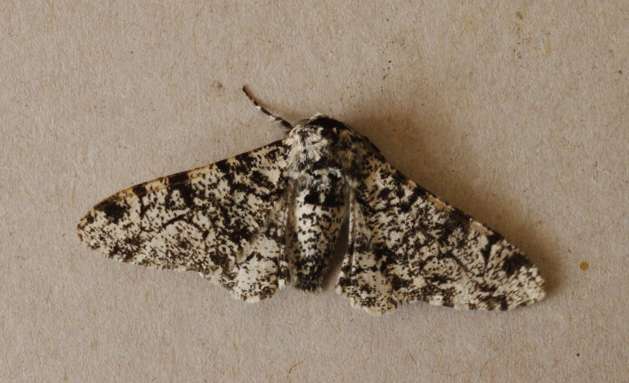 Peppered Moth (Biston betularia) photographed in Somerset by John Connolly