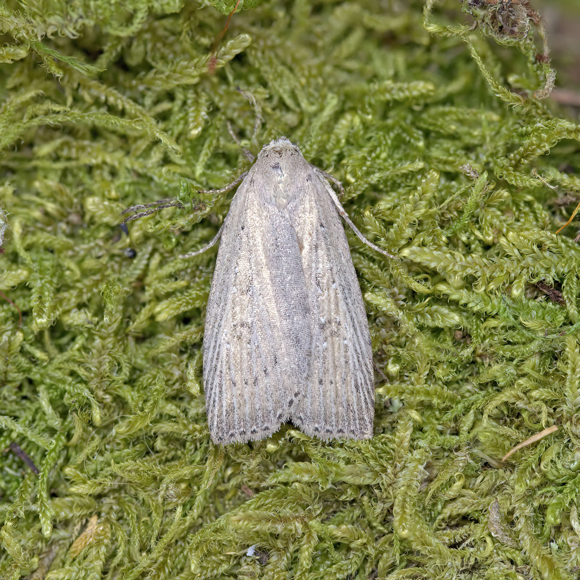 Silky Wainscot (Chilodes maritima) photographed in Somerset by Nigel Voaden