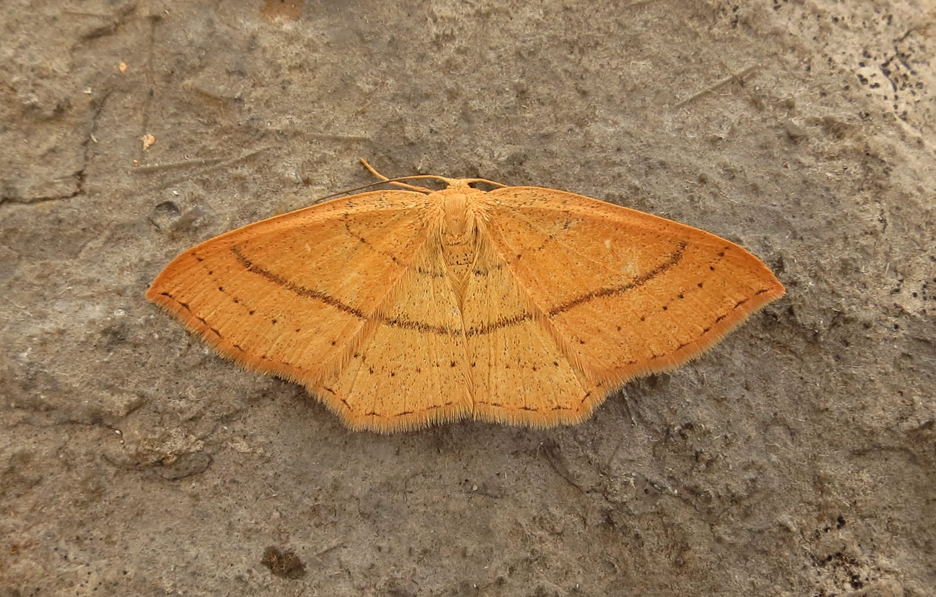 Clay Triple-lines (Cyclophora linearia) photographed in Somerset by Steve Chapple