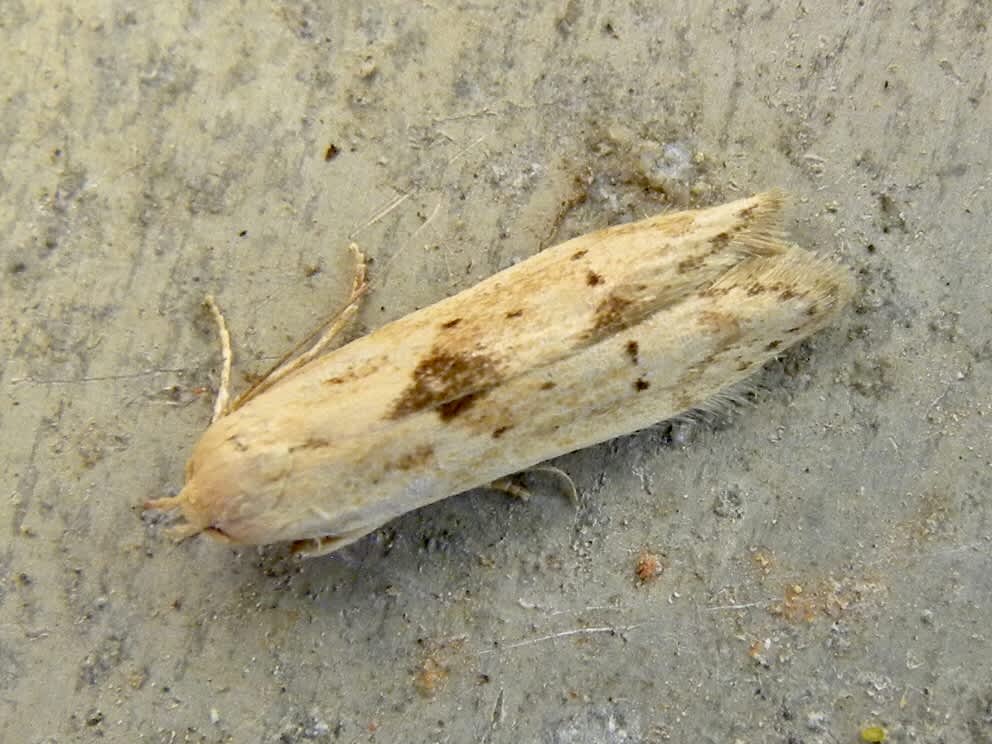 London Dowd (Blastobasis lacticolella) photographed in Somerset by Sue Davies