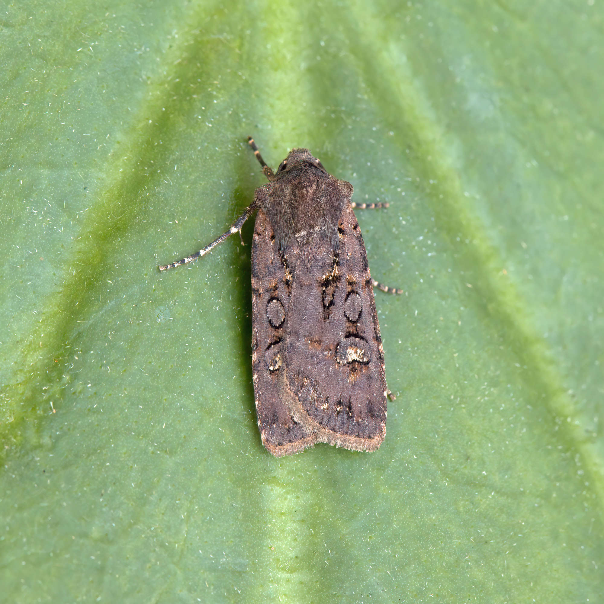 Garden Dart (Euxoa nigricans) photographed in Somerset by Nigel Voaden