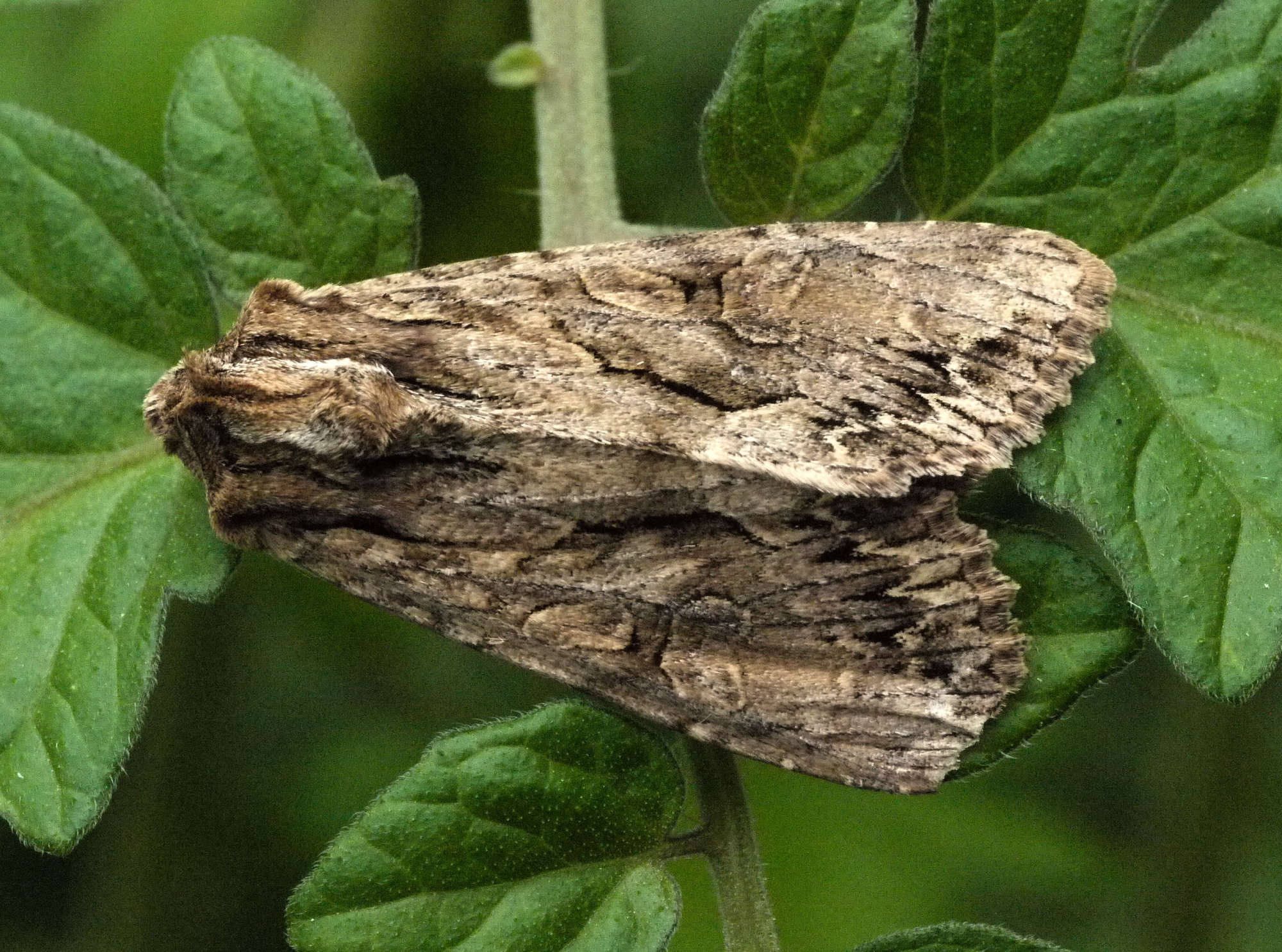 Dark Arches (Apamea monoglypha) photographed in Somerset by John Connolly