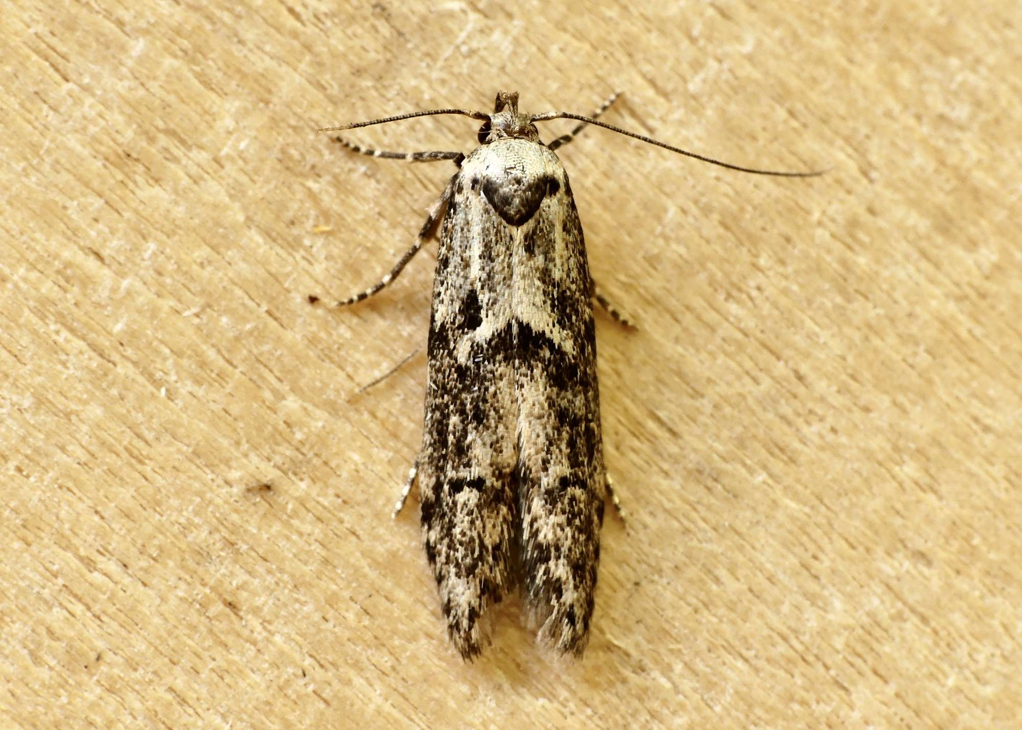 Dingy Dowd (Blastobasis adustella) photographed in Somerset by Paul Wilkins