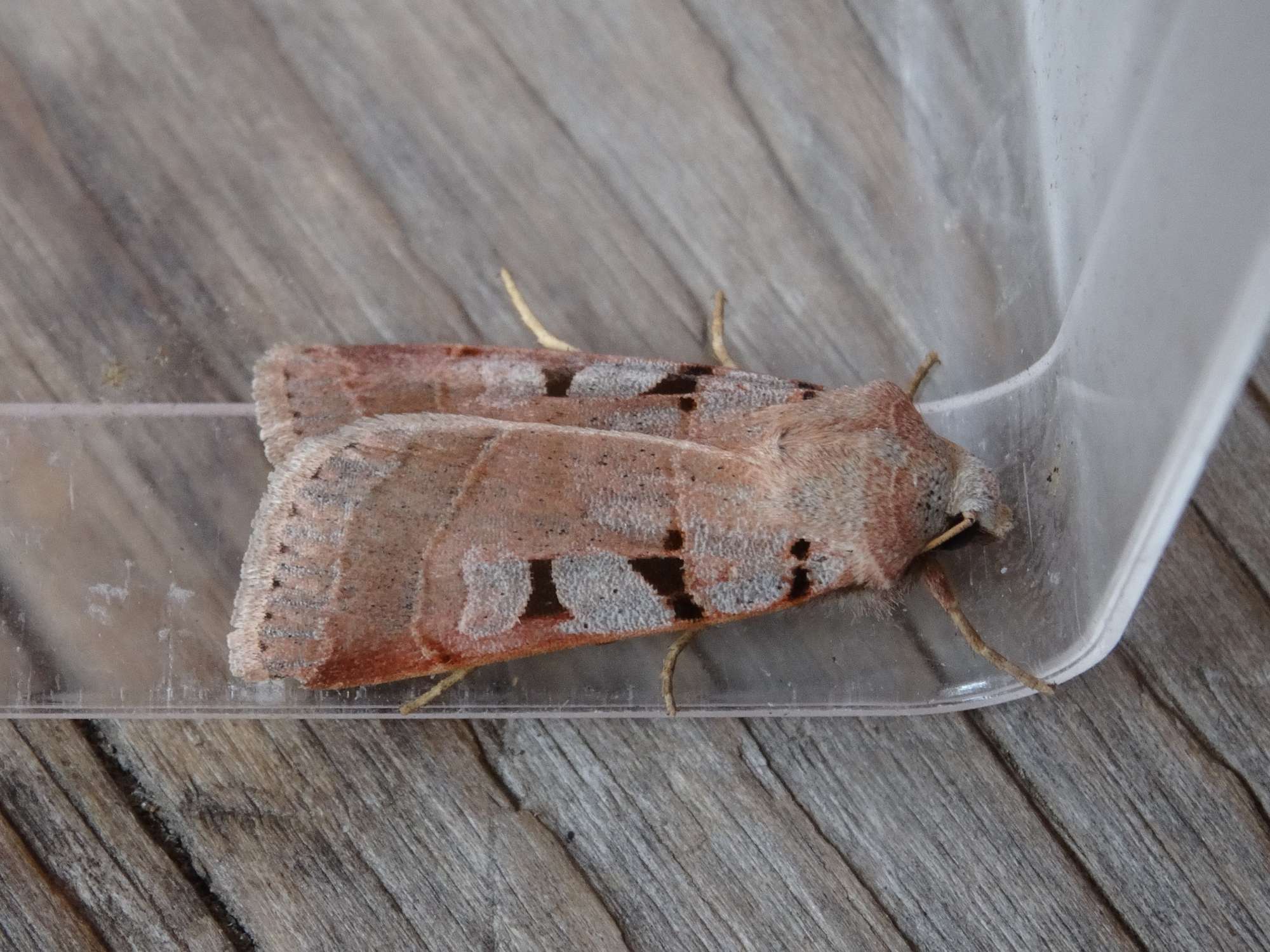 Autumnal Rustic (Eugnorisma glareosa) photographed in Somerset by Christopher Iles