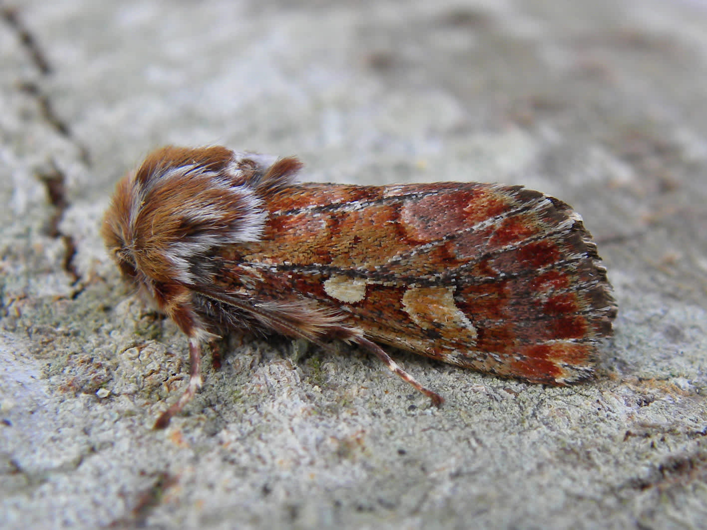 Pine Beauty (Panolis flammea) photographed in Somerset by Sue Davies