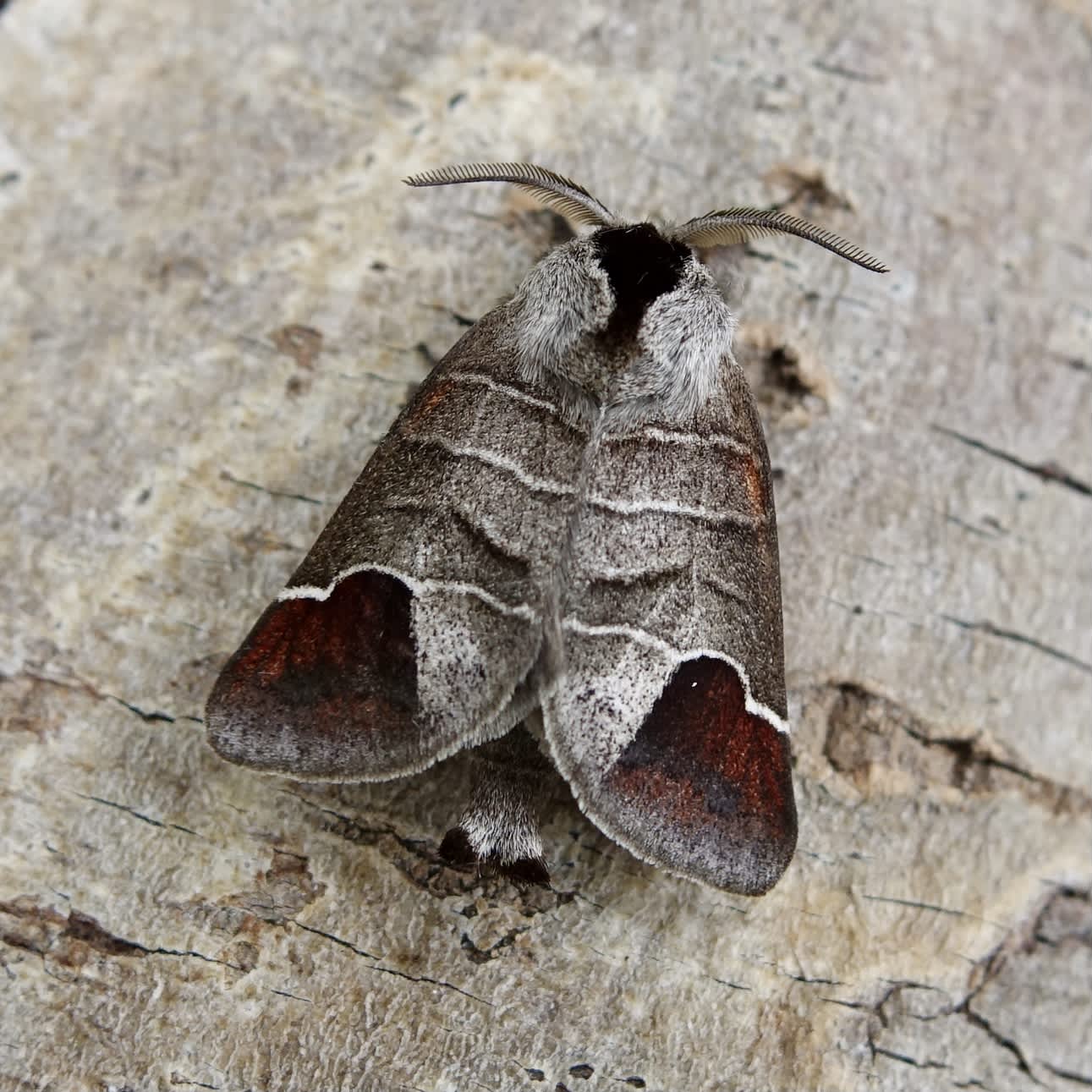 Chocolate-tip (Clostera curtula) photographed in Somerset by Sue Davies