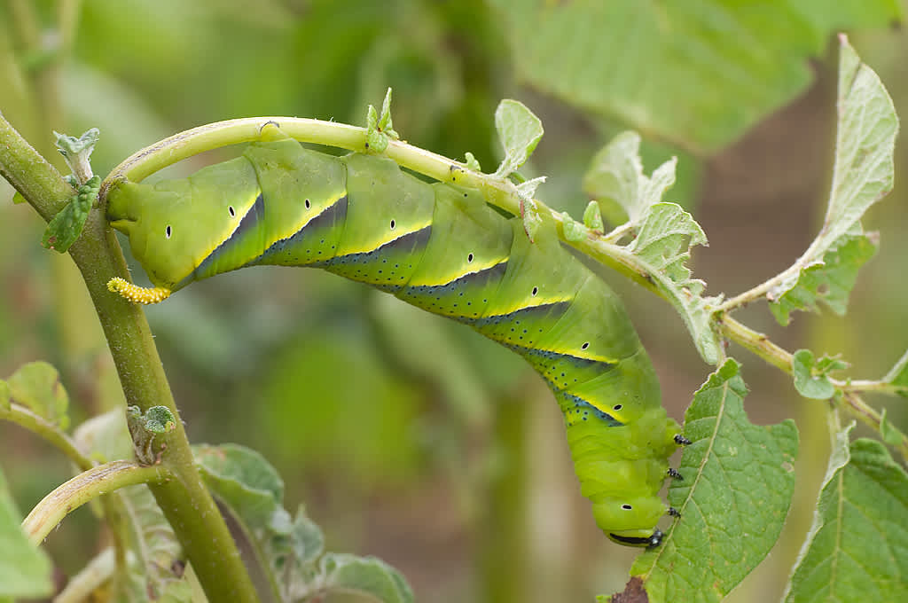 Death's-head Hawk-moth (Acherontia atropos) photographed in Somerset by John Bebbington