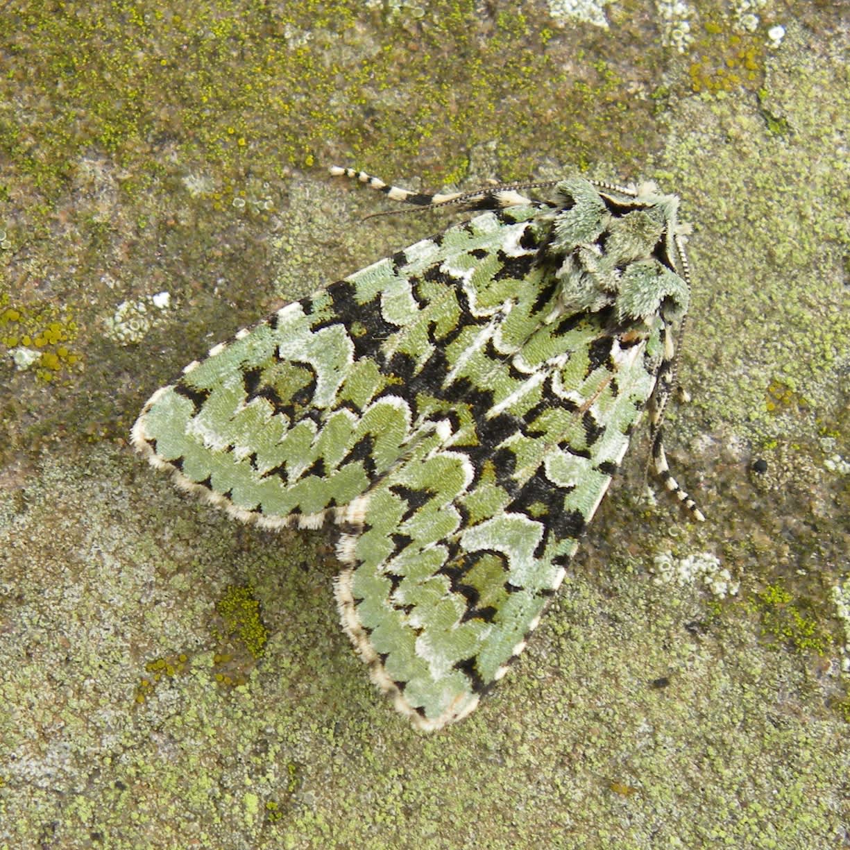 Merveille du Jour (Griposia aprilina) photographed in Somerset by Sue Davies