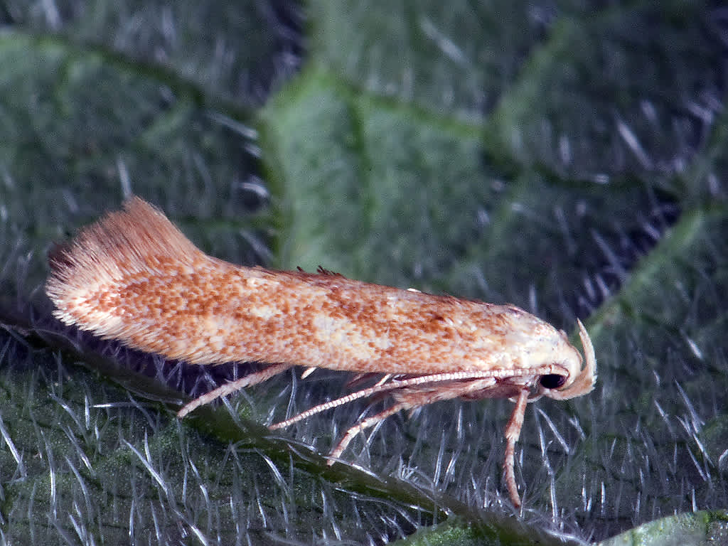 Buff Mompha (Mompha ochraceella) photographed in Somerset by John Bebbington