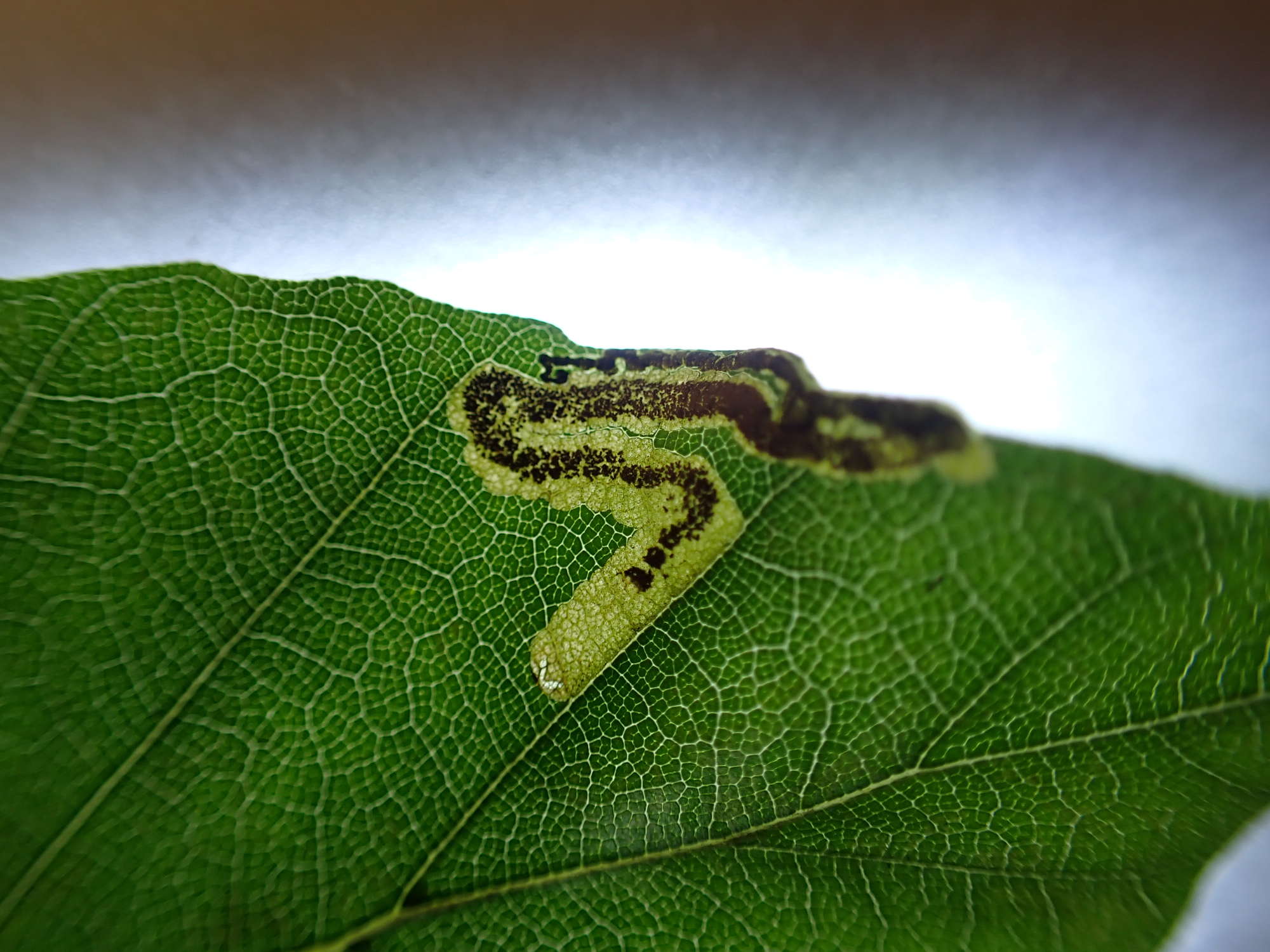 Beech Pigmy (Stigmella hemargyrella) photographed in Somerset by Jenny Vickers