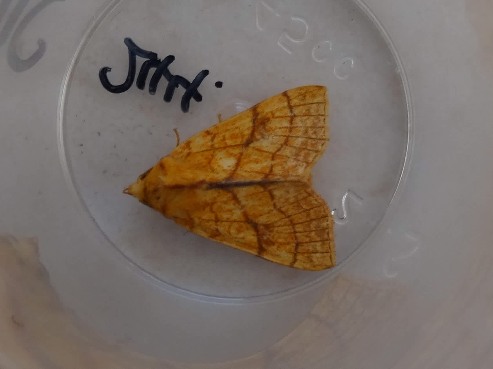 Orange Sallow (Tiliacea citrago) photographed in Somerset by Christopher Iles