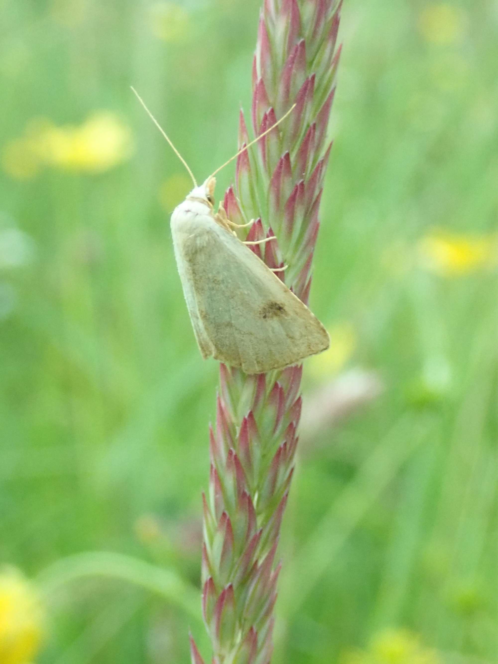 Straw Dot (Rivula sericealis) photographed in Somerset by Christopher Iles