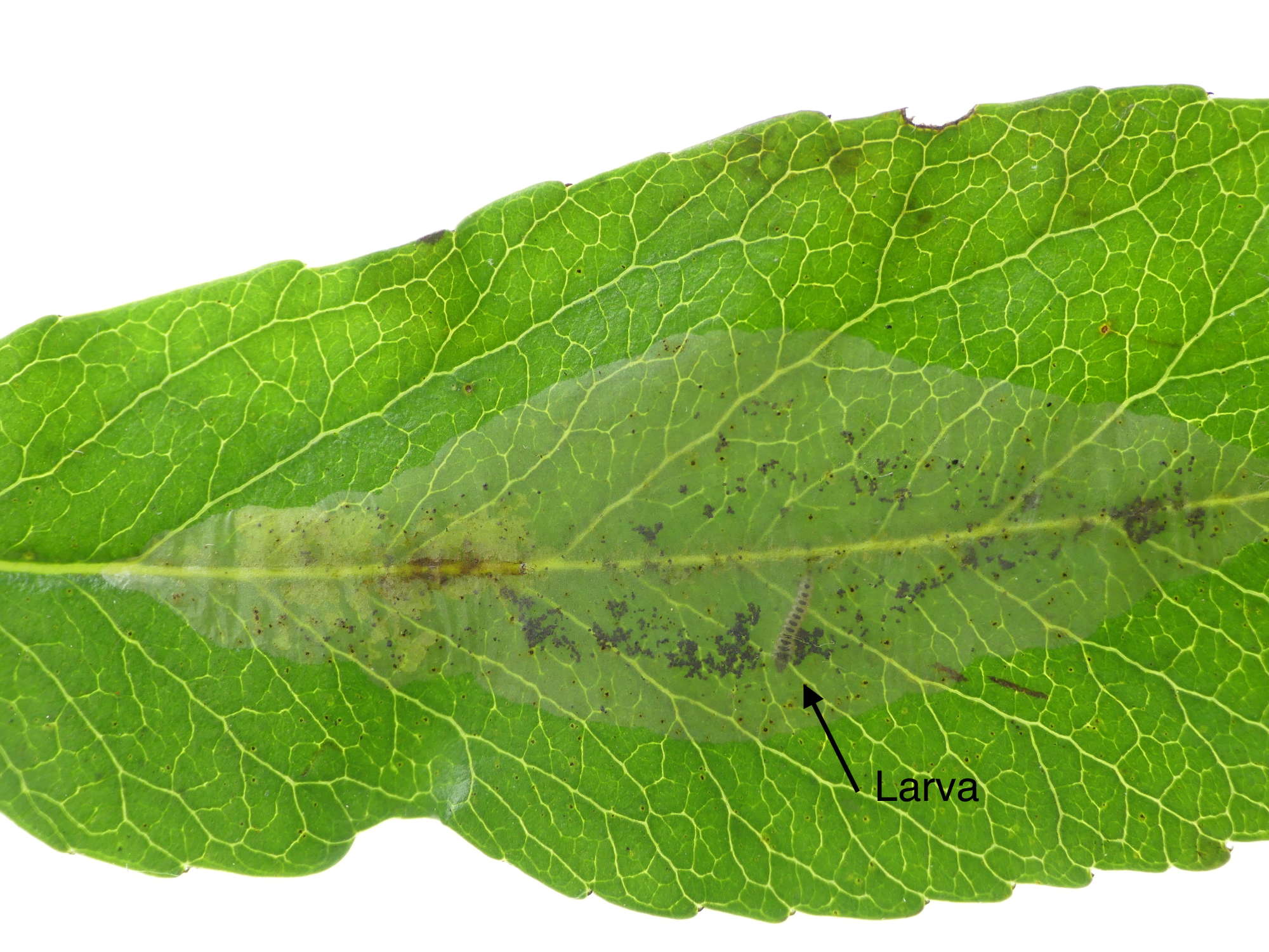 Firethorn Leaf-miner (Phyllonorycter leucographella) photographed in Somerset by Paul Wilkins