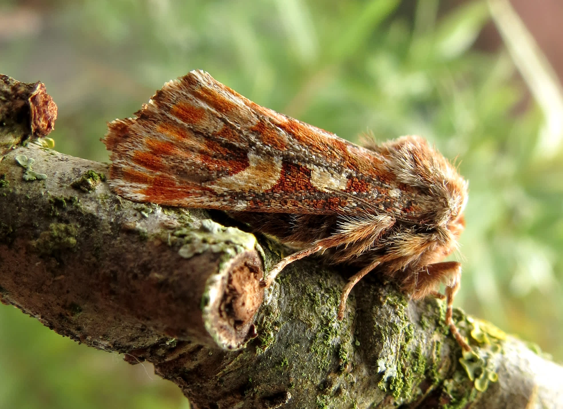 Pine Beauty (Panolis flammea) photographed in Somerset by Steve Chapple