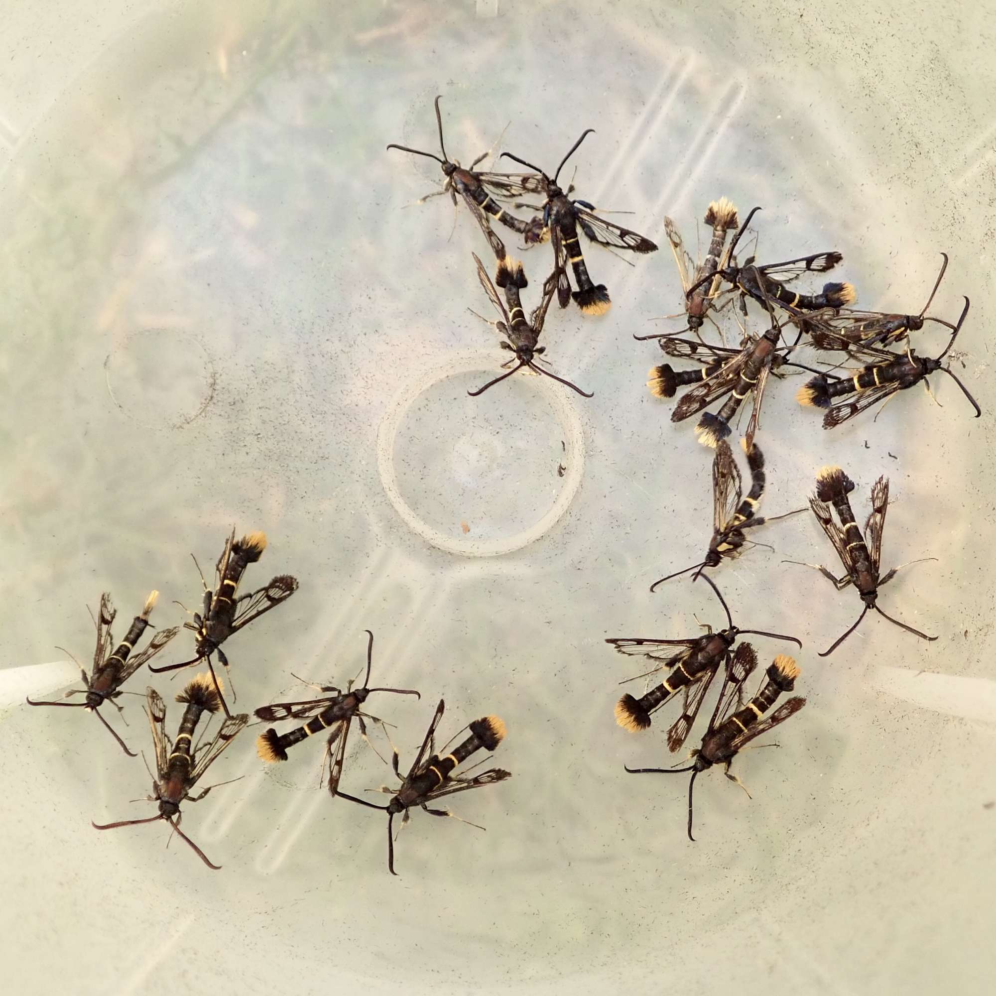 Orange-tailed Clearwing (Synanthedon andrenaeformis) photographed in Somerset by Sue Davies