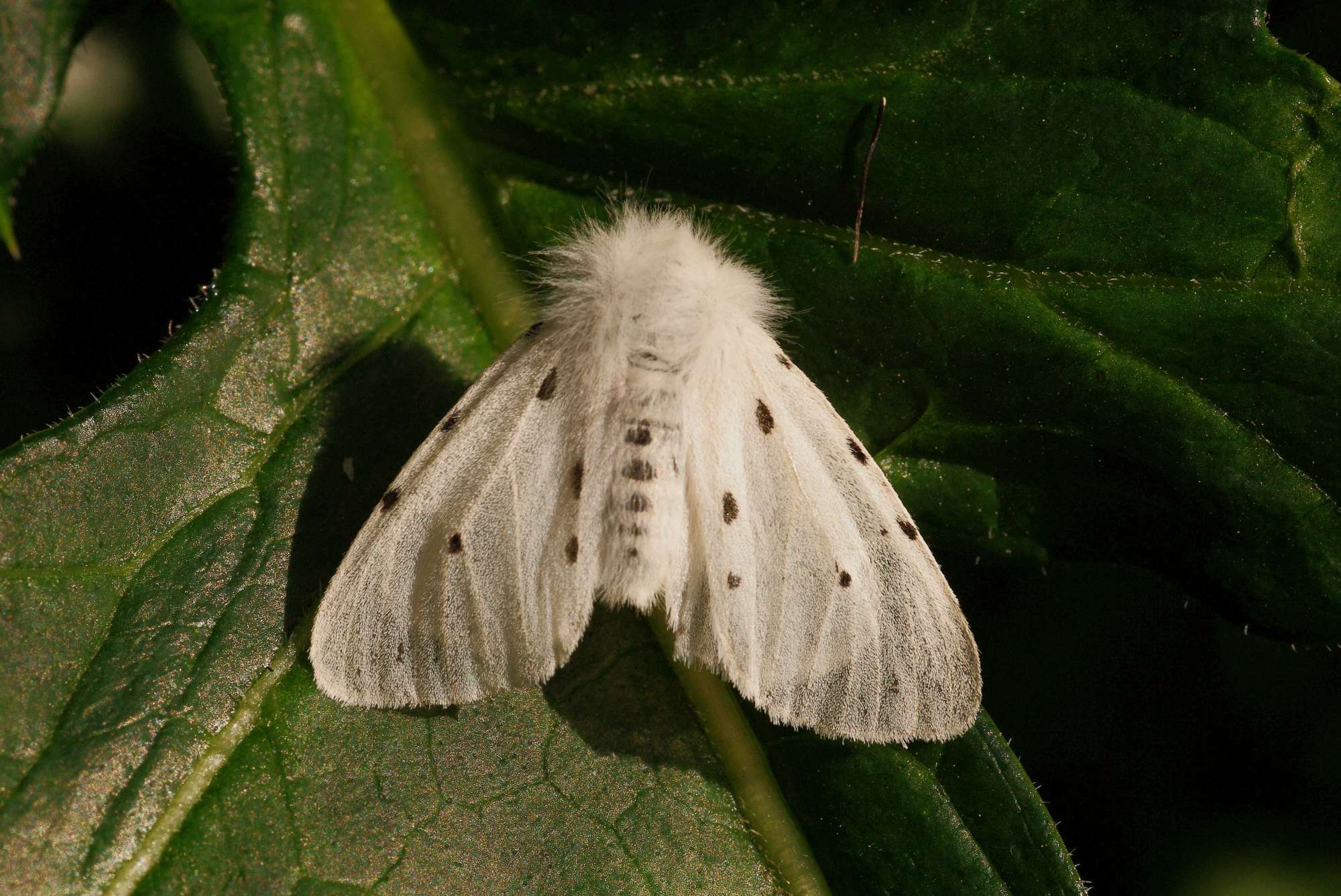 Muslin Moth (Diaphora mendica) photographed in Somerset by John Connolly