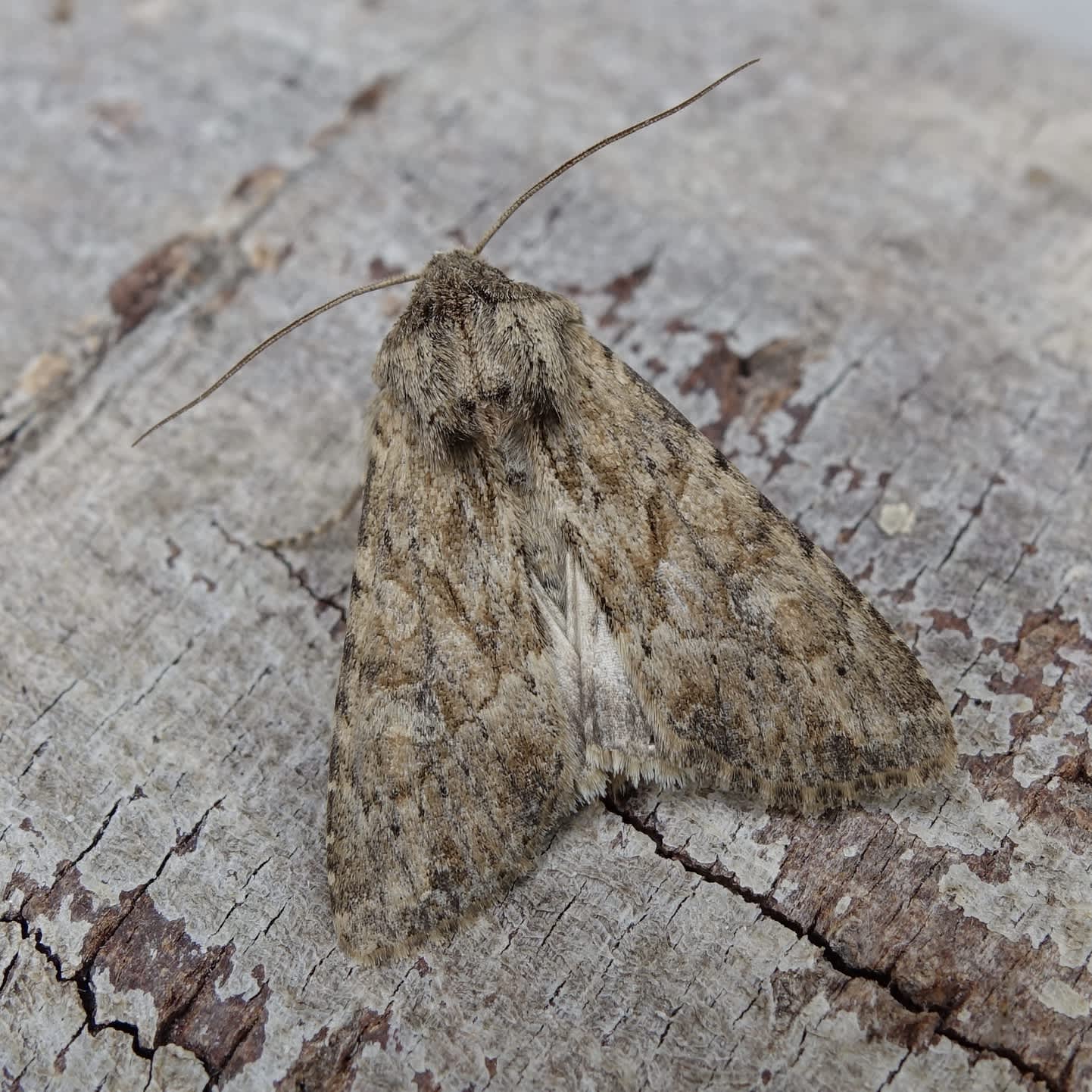 Large Nutmeg (Apamea anceps) photographed in Somerset by Sue Davies