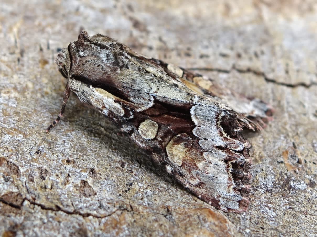 Light Brocade (Lacanobia w-latinum) photographed in Somerset by Sue Davies